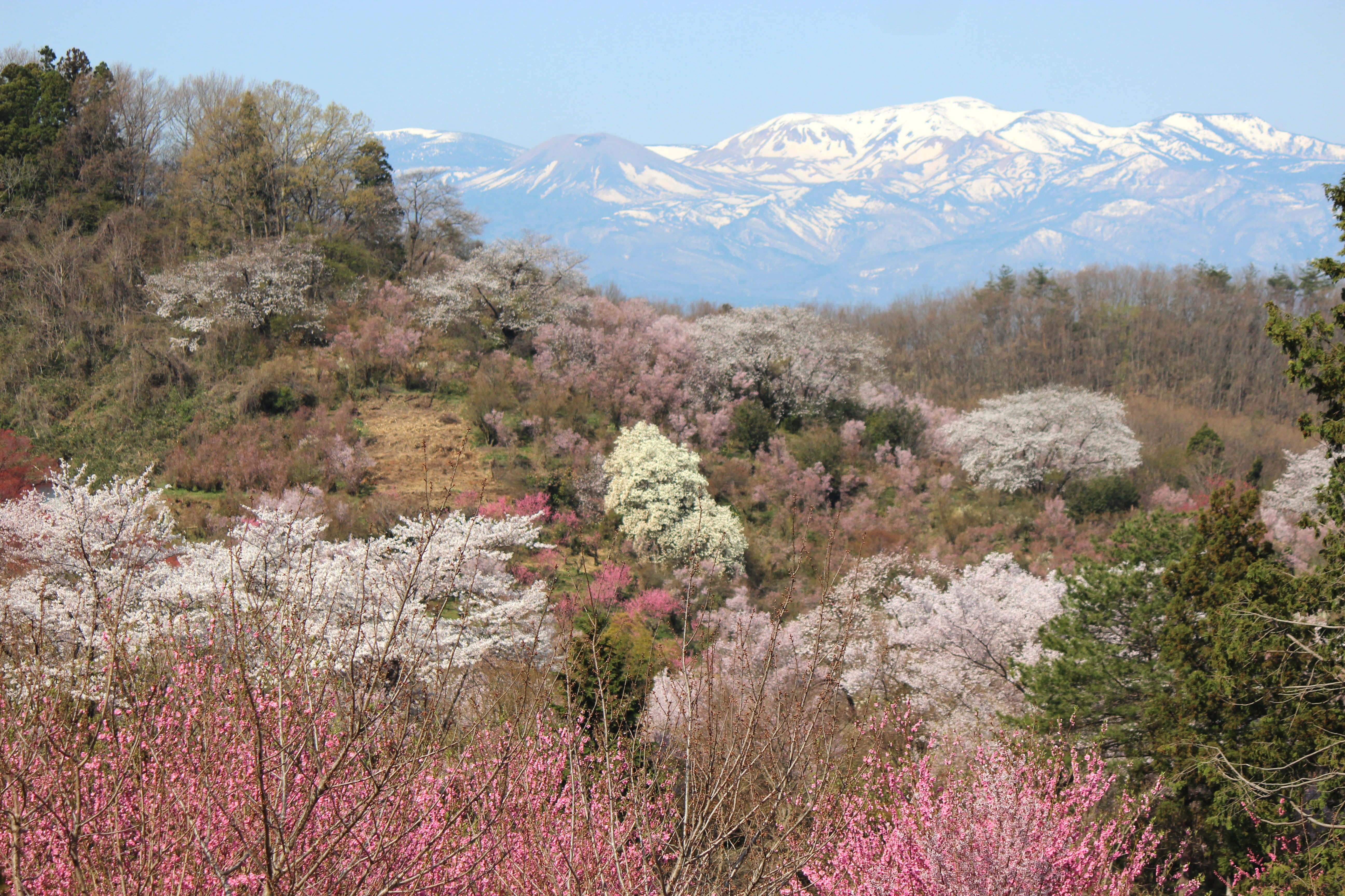springtime, cherry, outdoors, azumayama, no people, growth, day, non-urban scene, mountain, nature, sky, mountain peak, plant, snow rabbit, landscape, flower, HD Wallpaper