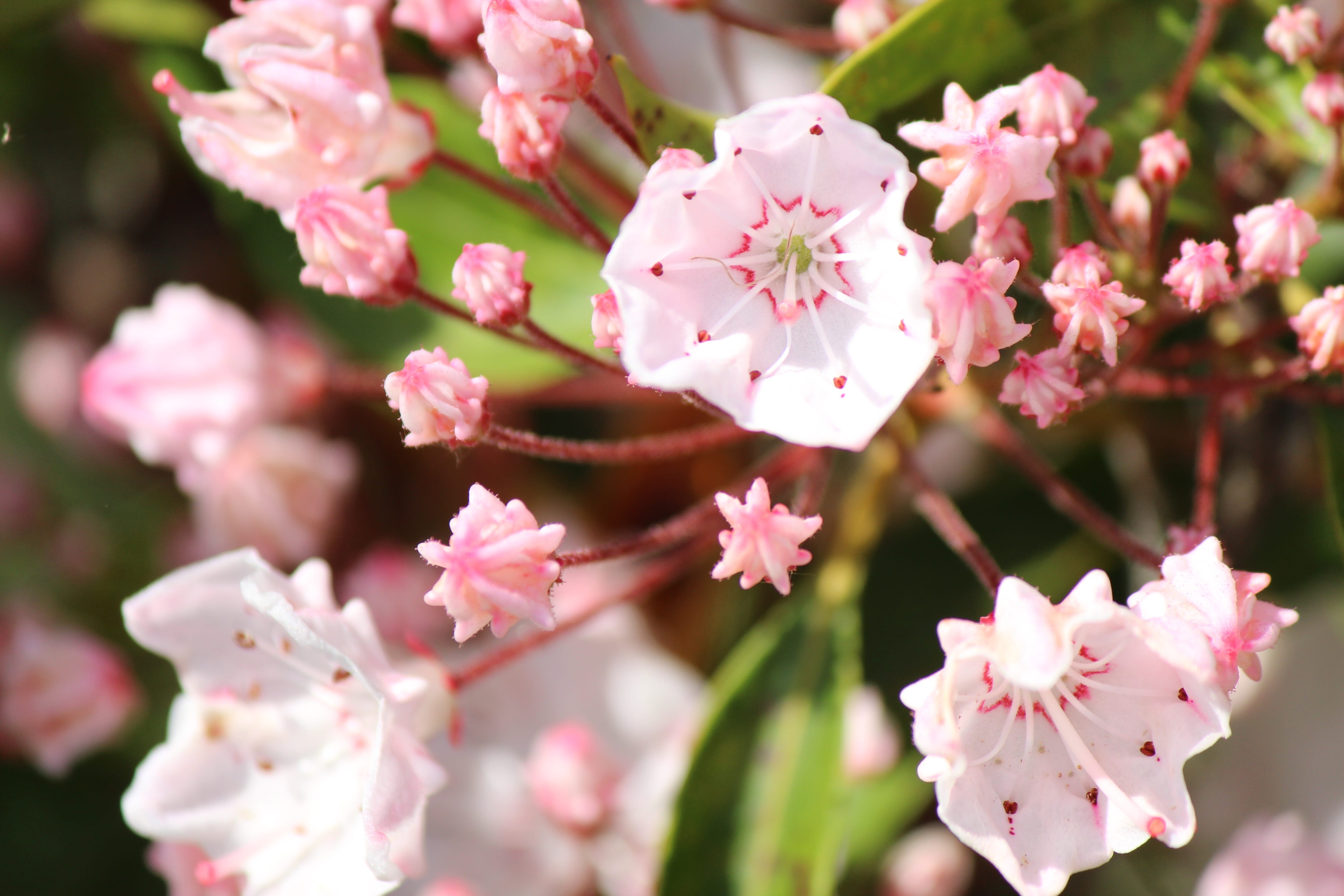 may, springtime, pink color, 5K, cherry blossom, petal, beauty in nature, bunch of flowers, outdoors, cherry tree, blossom, day, flowering plant, flower, HD Wallpaper