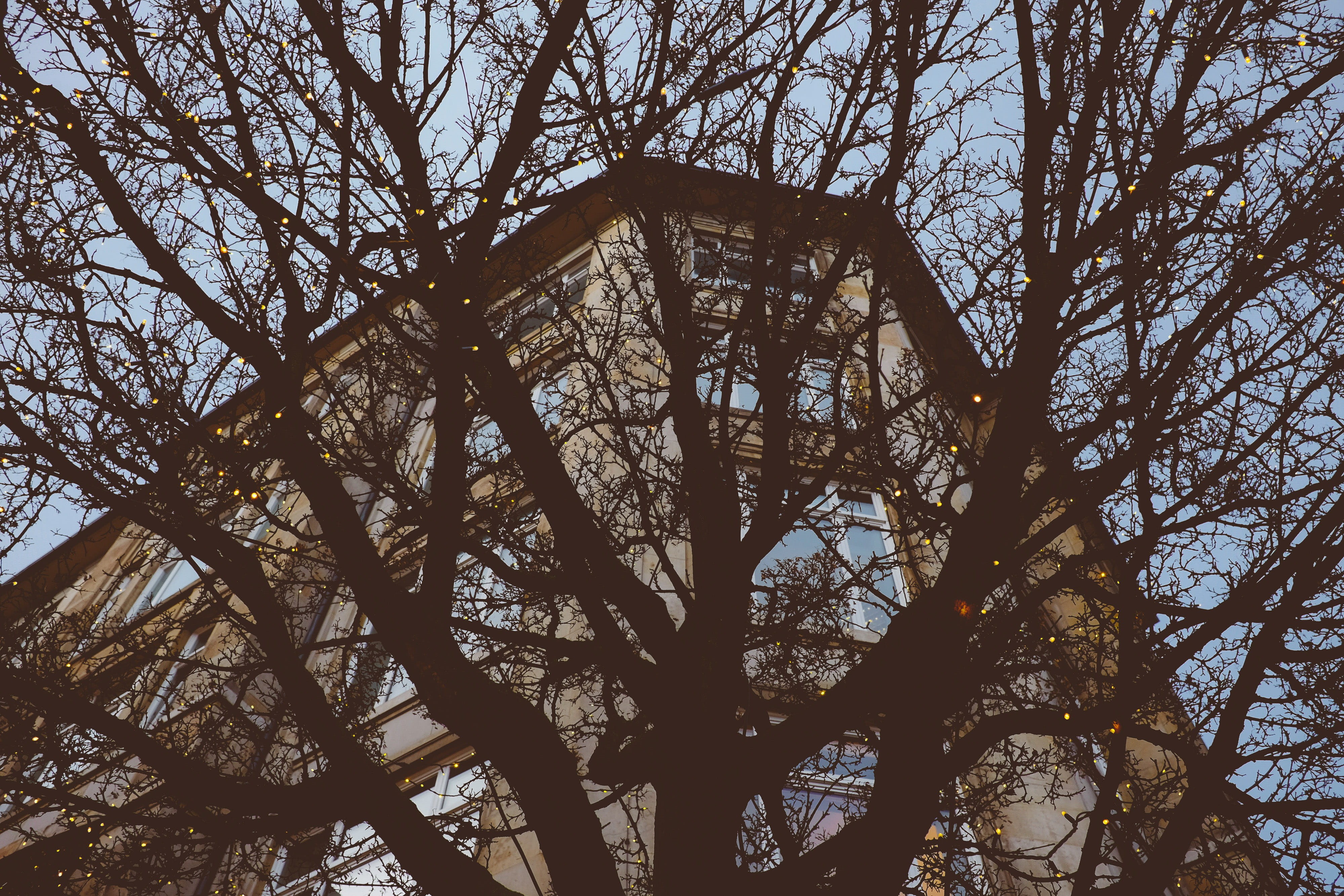 city, tree, sky, night, 4K, street, trunk, built structure, year, no people, branch, low angle view, new, light, day, sunlight, plant, blue, building, HD Wallpaper