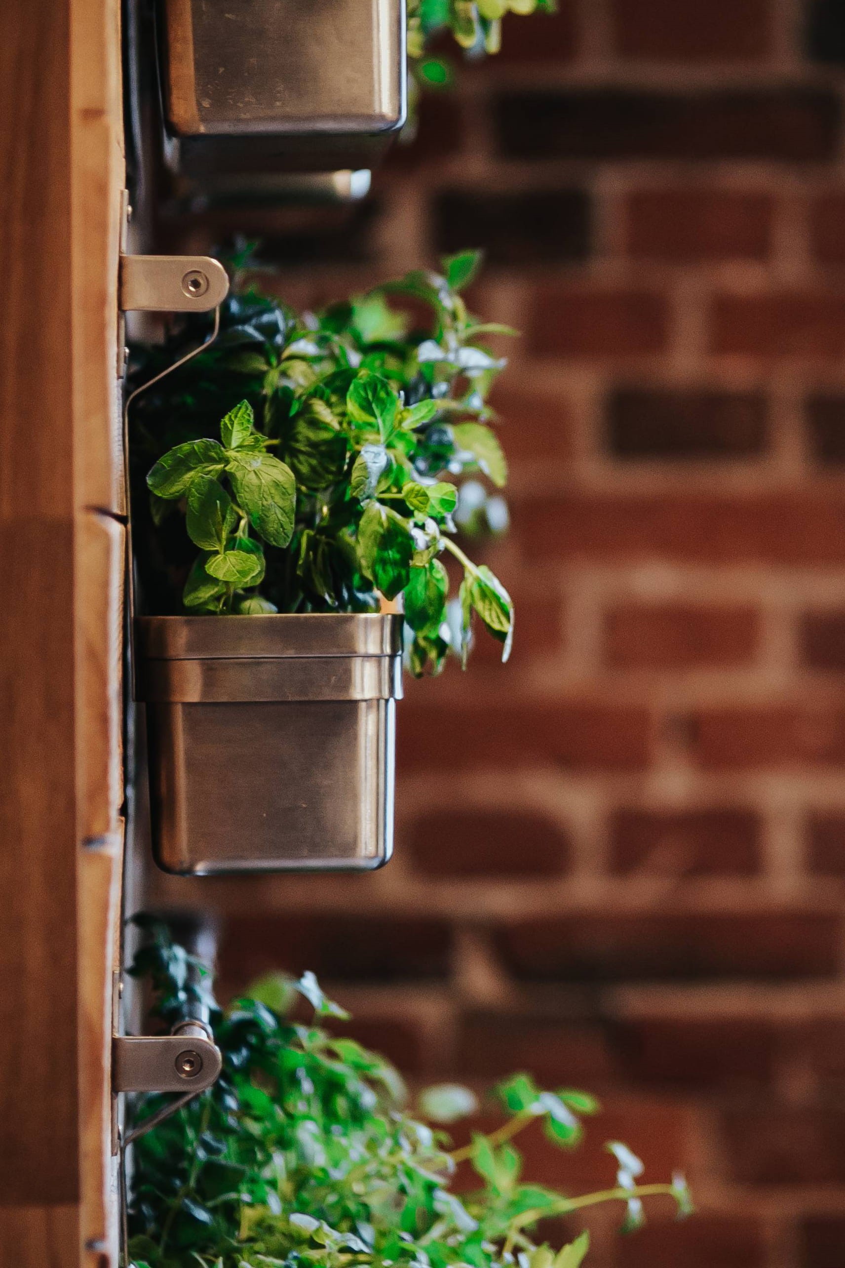 plant part, no people, growth, red brick, leaf, nature, herb, elegant, red, close-up, basil, beauty in nature, brick, flower pot, interior, architecture, Phone HD Wallpaper