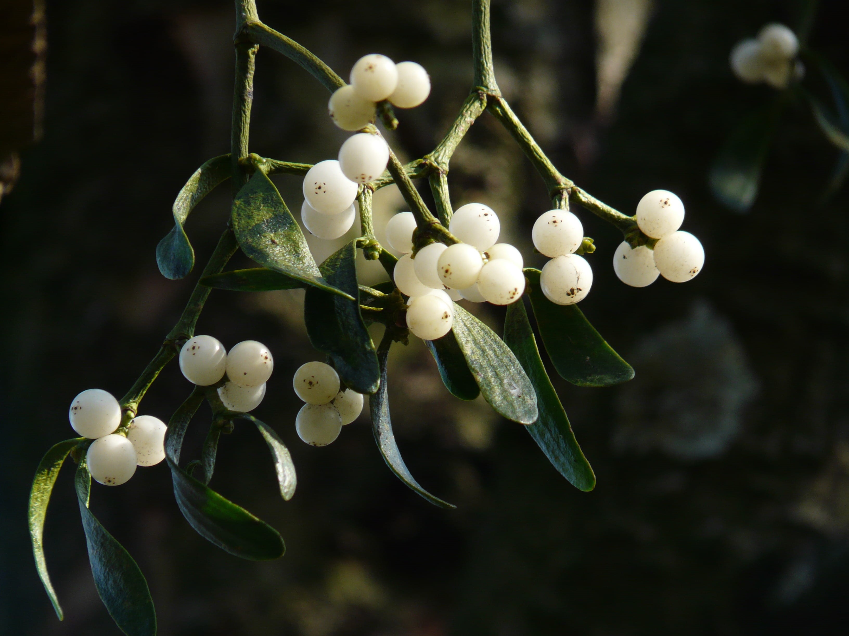 viscum, branch, halbschmarotzer, plant part, fruit, selective, wellbeing, tree, cherry, bunch, nature, close-up, agriculture, santalaceae, mistletoe, leaf, HD Wallpaper