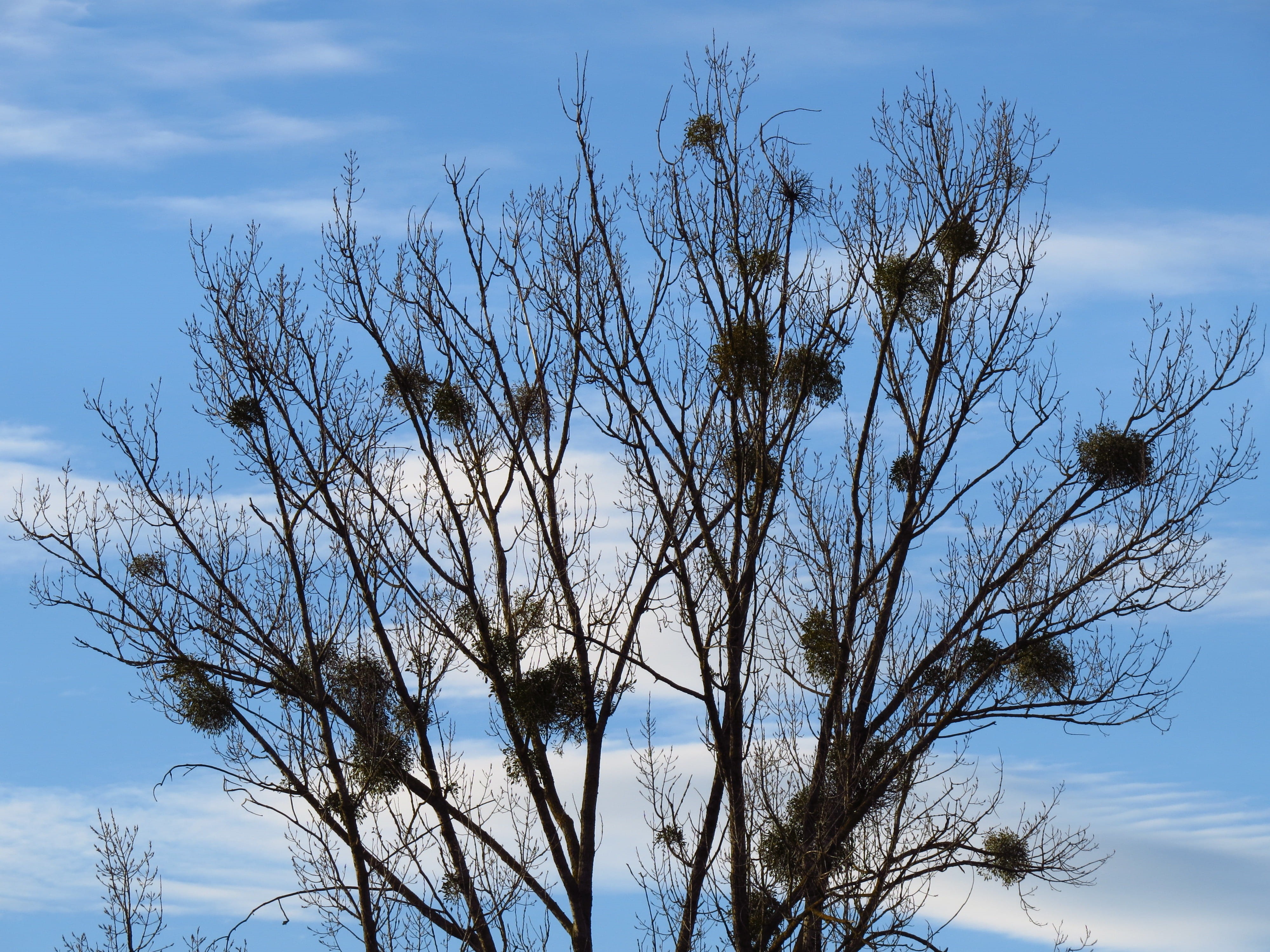nature, parasite, hell, bare tree, growth, poplar, aesthetic, outdoors, clear, tranquil scene, clouds, low angle view, tree, mistletoe, viscum, blue, no people, HD Wallpaper