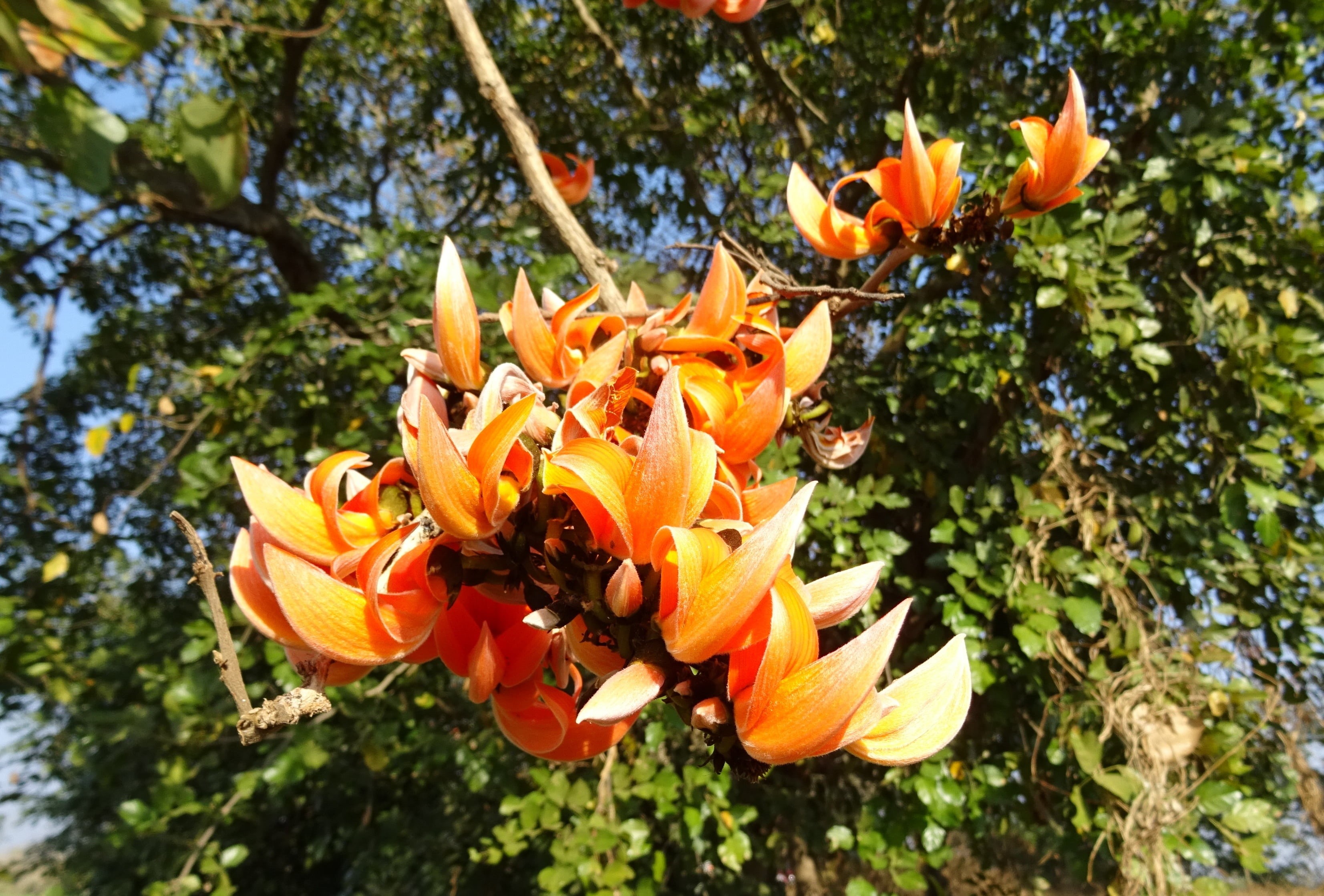 nature, flowering plant, kimshuka, fragility, day, growth, beauty in nature, karnataka, butea braamania, freshness, flora, butea monosperma, pollen, tesu, HD Wallpaper