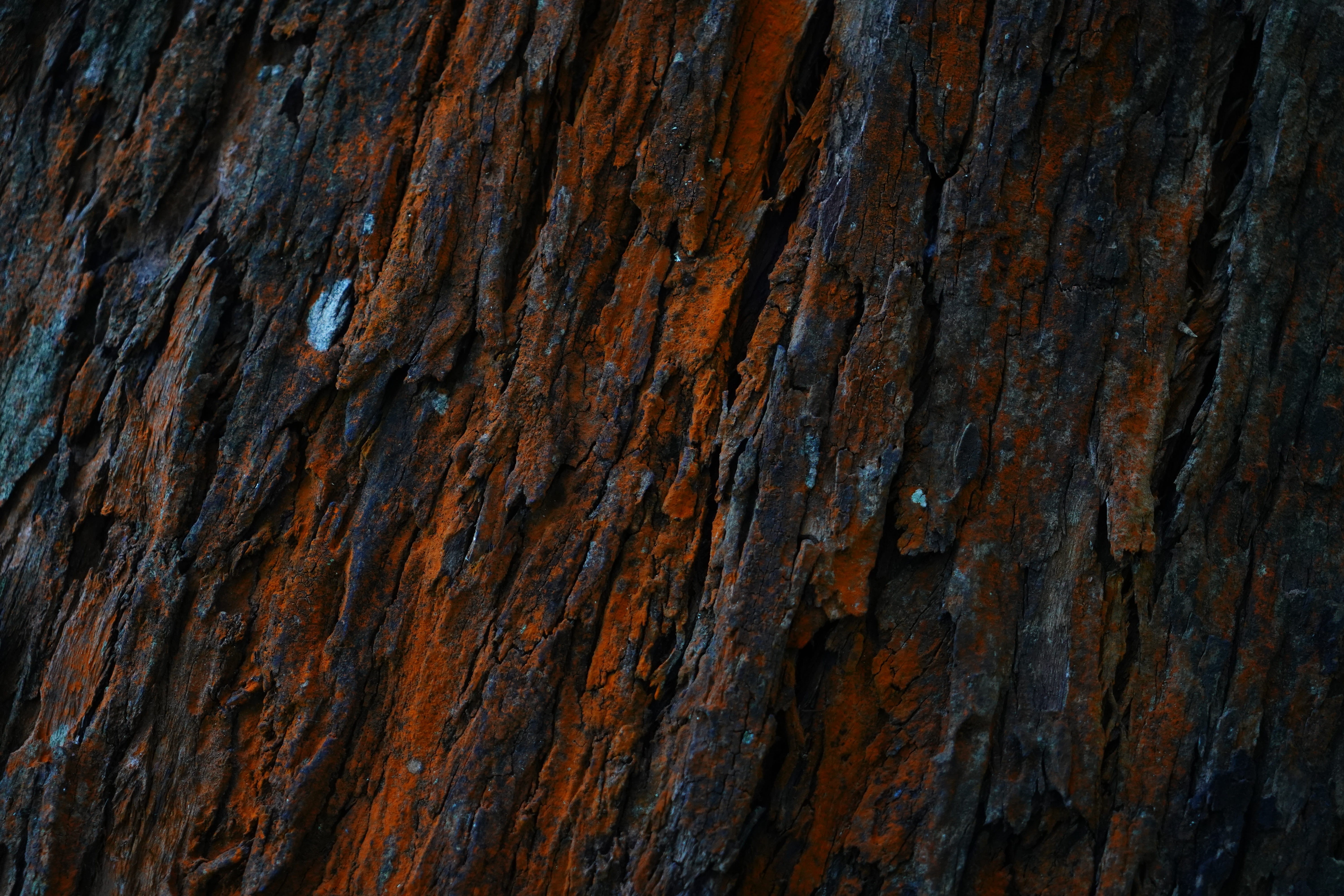 natural condition, design element, focus on background, textured, photography, plant bark, hardwood, weathered, wood - material, tree, pattern, no people, HD Wallpaper