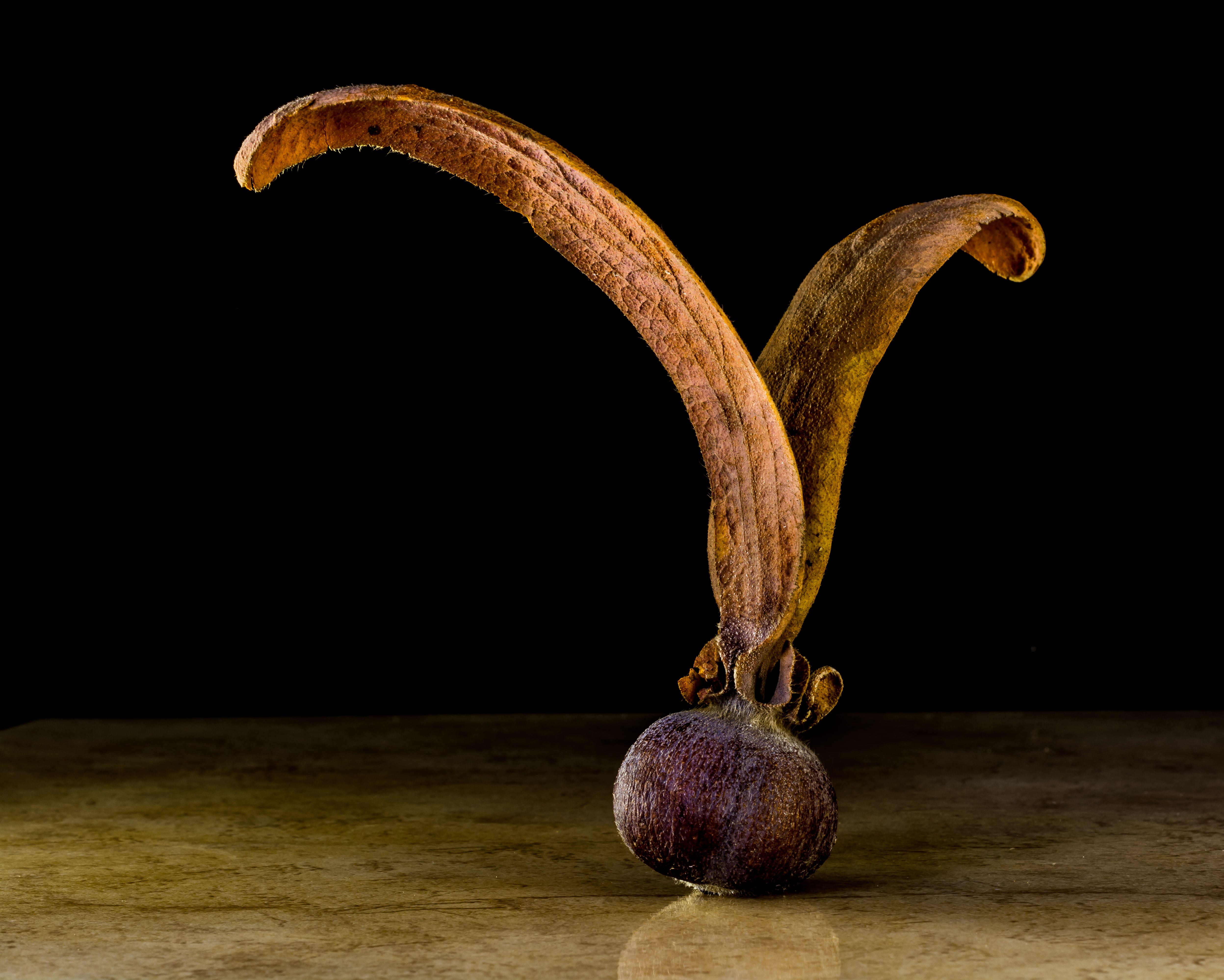 wellbeing, teak, teak seeds, single object, healthy eating, tectona grandis, seeds, wing, black background, freshness, studio shot, brown, tree, food and drink, HD Wallpaper