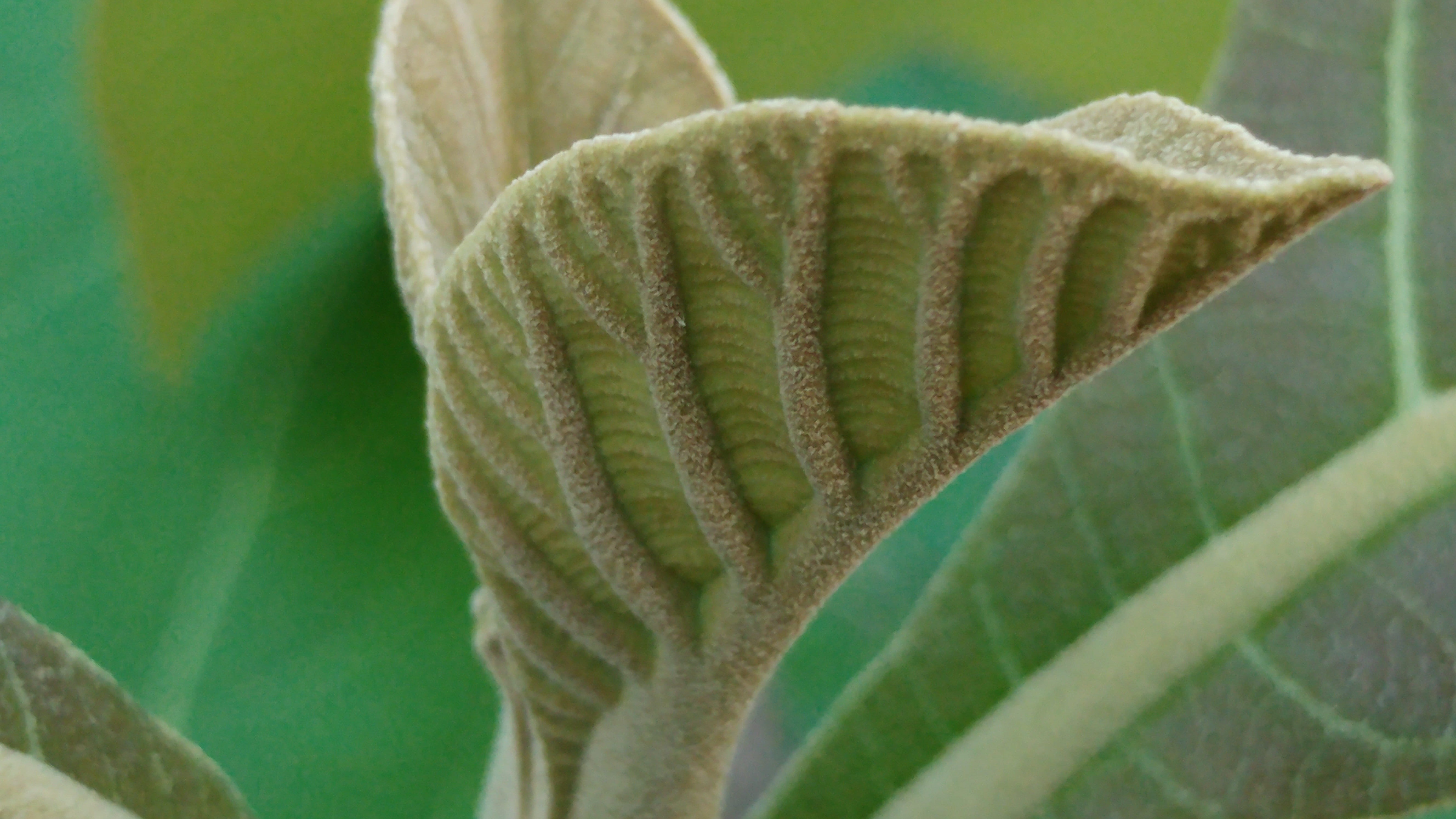 extreme close-up, flora, day, outdoors, succulent plant, no people, shoots, fern, 5K, teak leaves, closeup, teak wood, botany, nature, leaf, HD Wallpaper