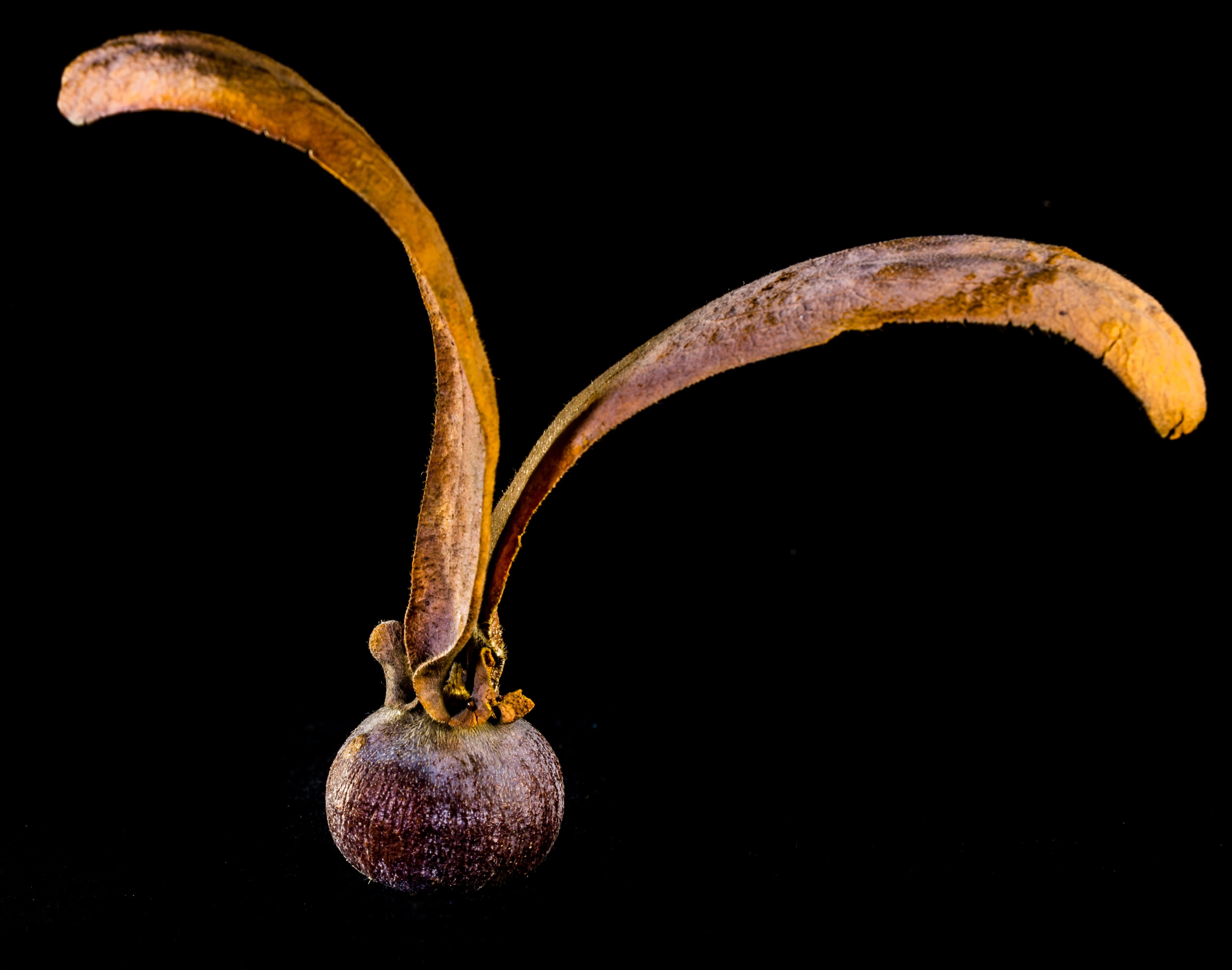 brownish, indoors, wing, nature, still life, raw food, fruit, vegetable, food, tectona grandis, Teak, Seed Ball, freshness, 4K, brown, close-up, teak seeds, HD Wallpaper