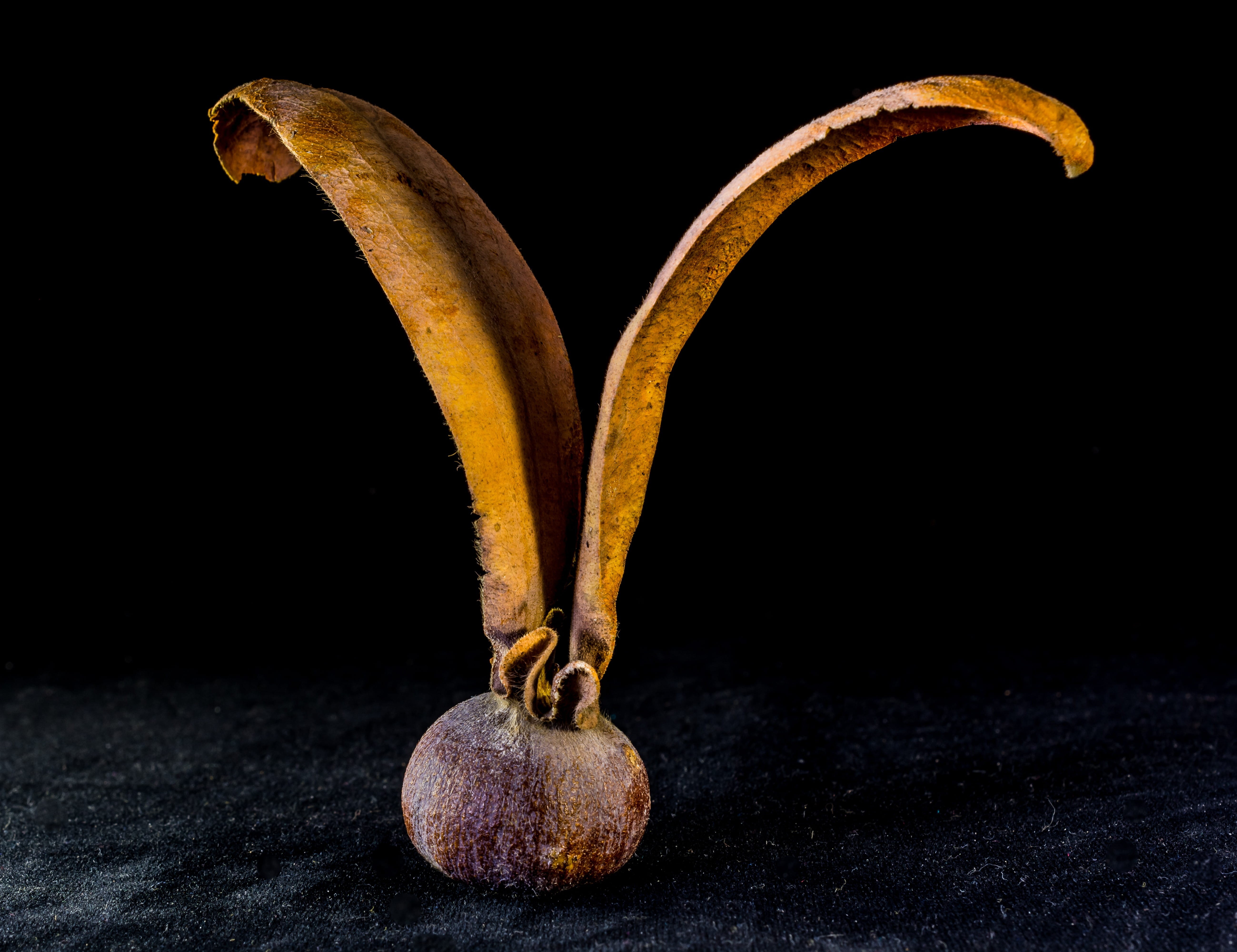 Seed Ball, banana, studio shot, black background, wellbeing, wing, indoors, organic, drupe, germ, Teak, 5K, vegetable, isolated, close-up, tectona grandis, HD Wallpaper
