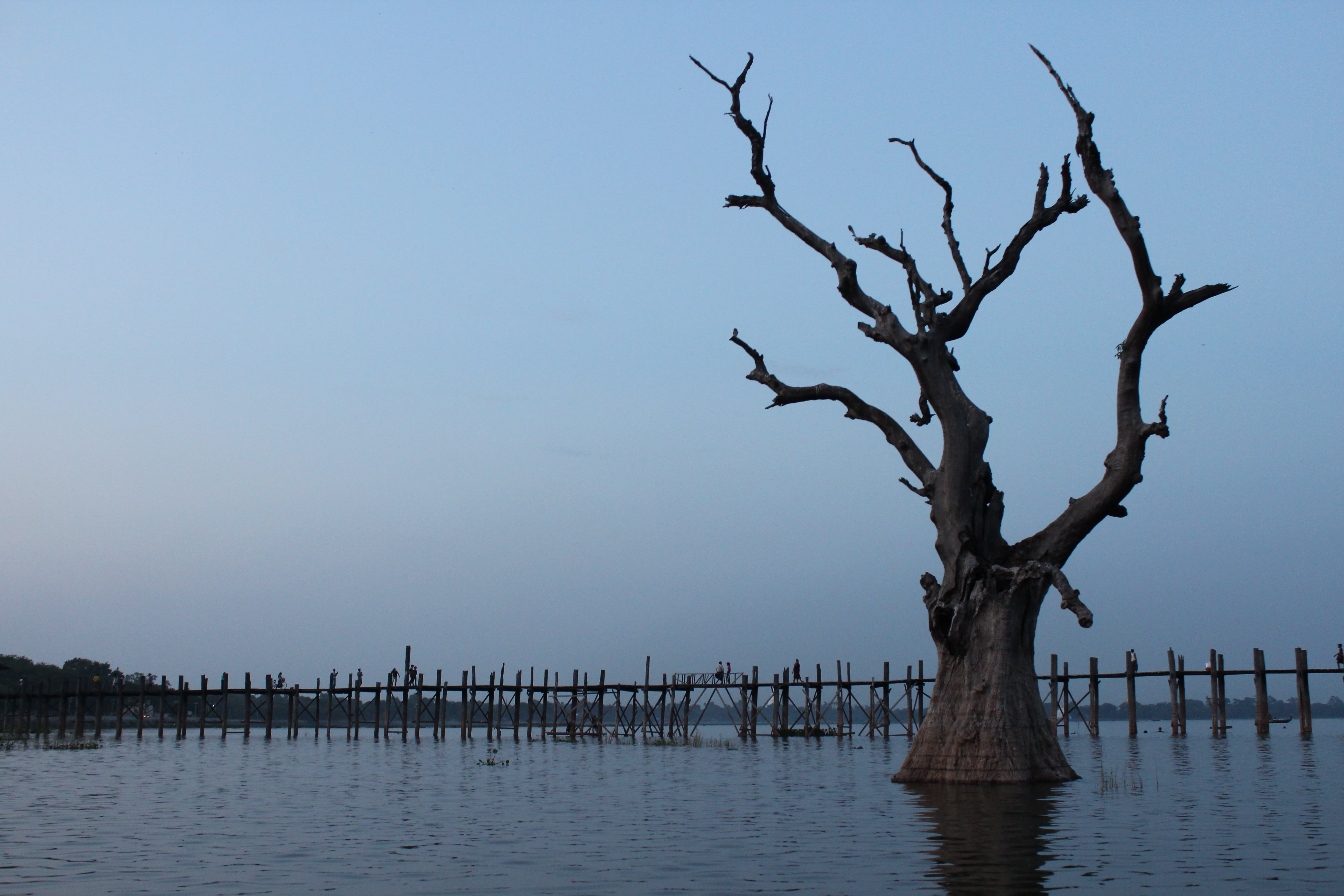 bare tree, scenics - nature, water, plant, outdoors, day, beauty in nature, abendstimmung, myanmar, tree, waterfront, bridge, sky, u leg bridge, sunset, HD Wallpaper
