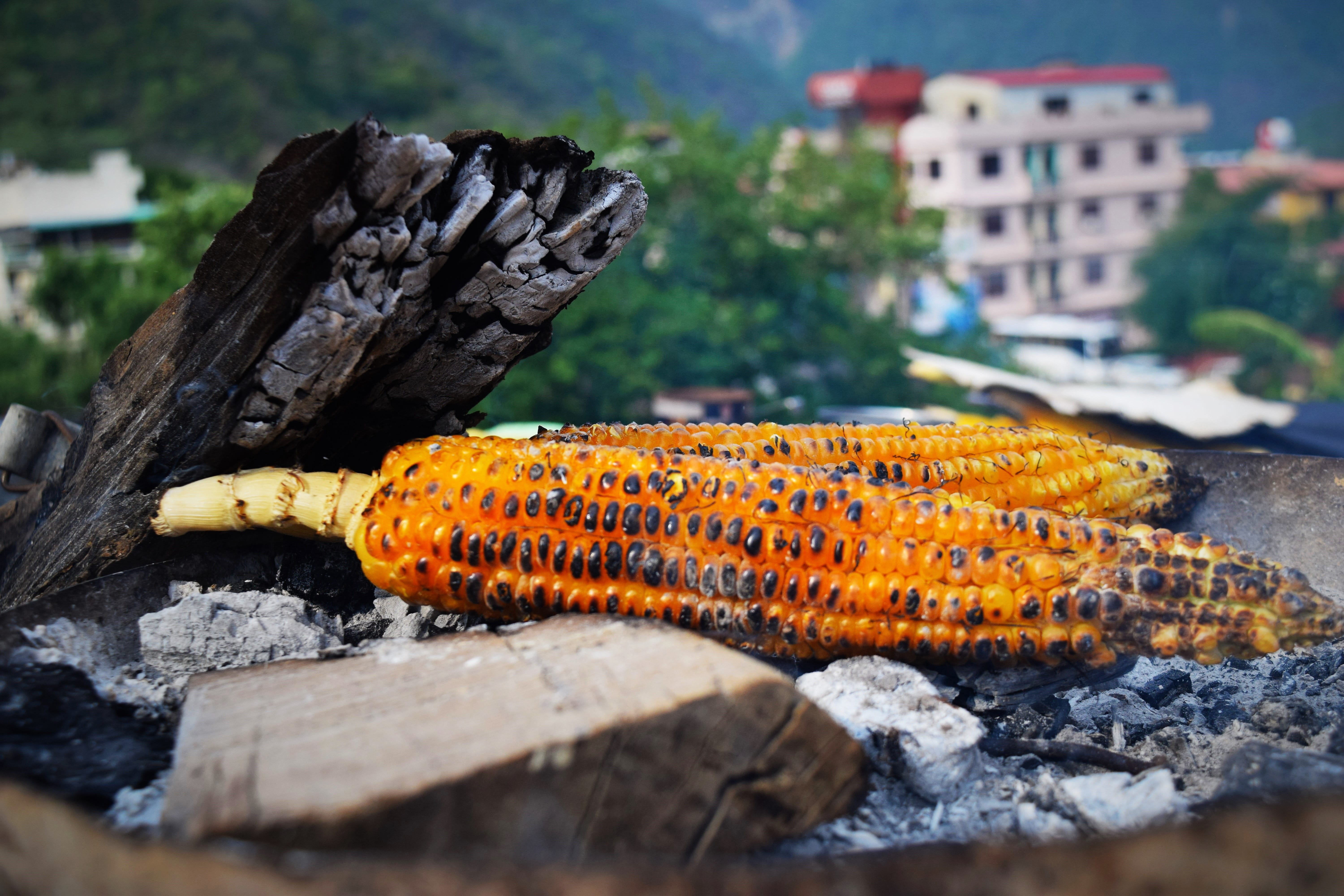 barbecue, architecture, heat - temperature, nature, freshness, healthy eating, focus on foreground, day, food and drink, tree, log, no people, wellbeing, HD Wallpaper