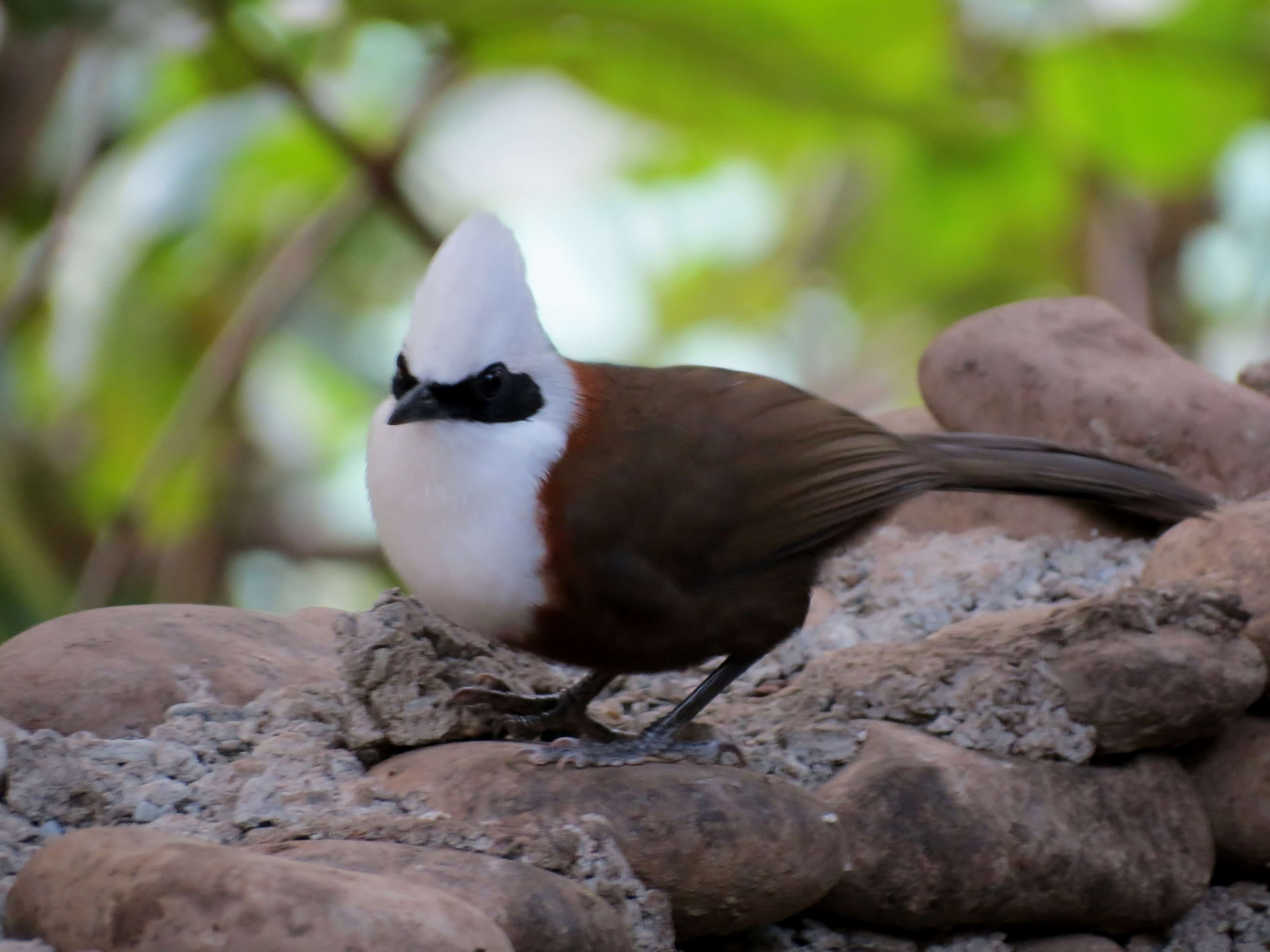 day, nature, bird, 4K, india, animal, rock - object, solid, animal wildlife, white crested laughingthrush, full length, no people, rishikesh, vertebrate, HD Wallpaper