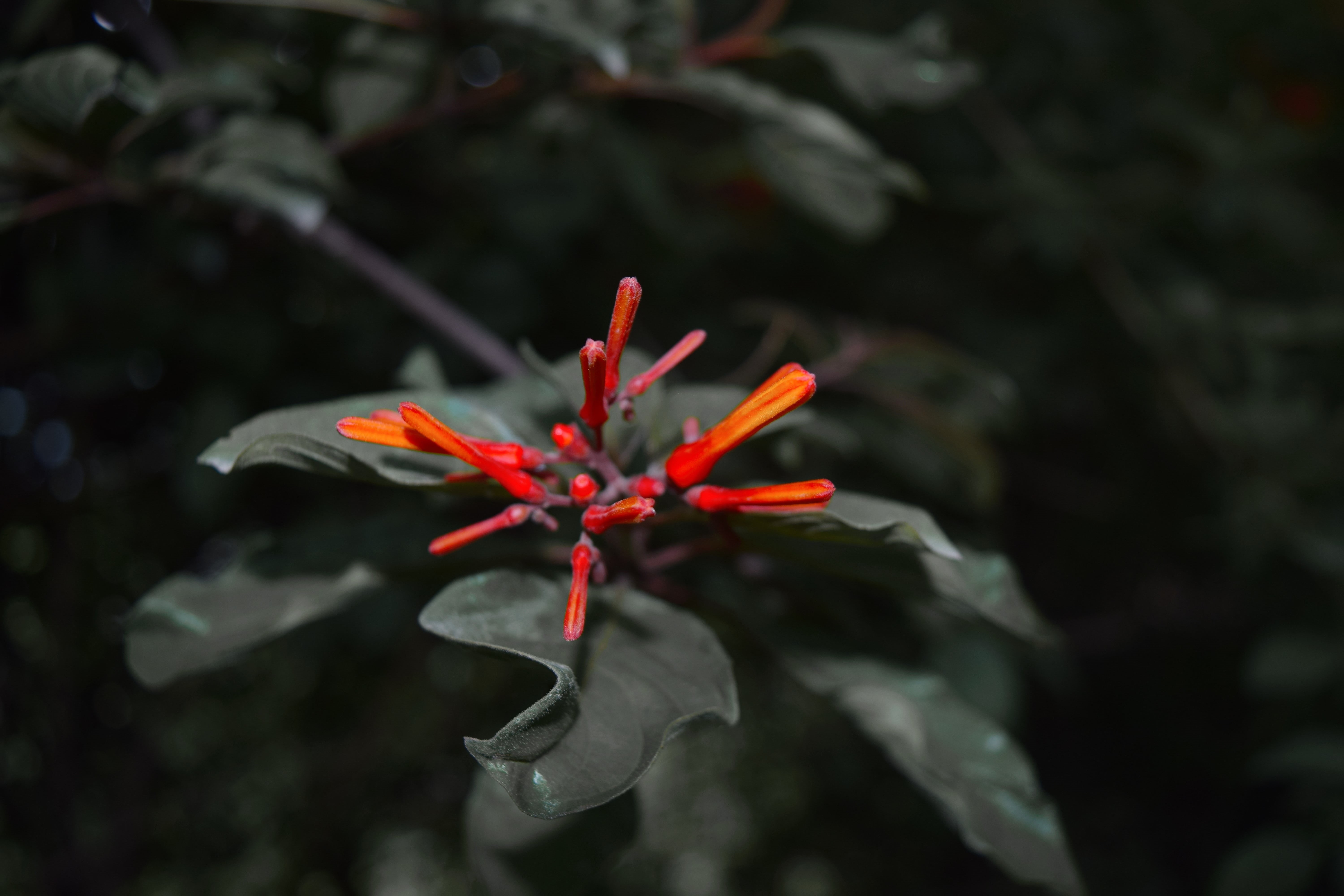fragility, flower, red, petals, growth, wild, focus on foreground, close-up, plant, petal, vulnerability, leaf, day, rishikesh, flower head, flora, outdoors, HD Wallpaper