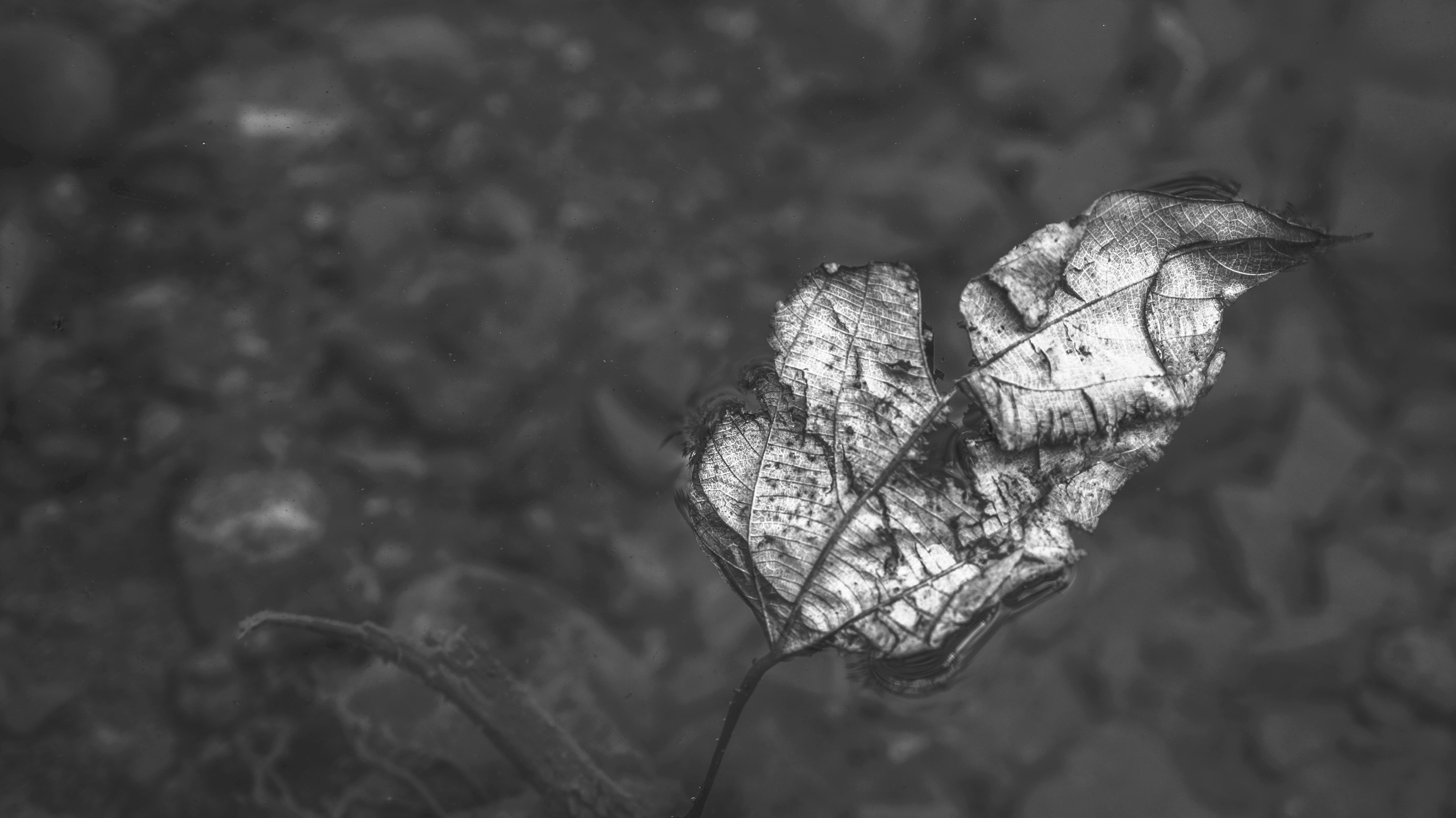 flower, one animal, animal themes, dried, no people, day, close-up, plant, animal wing, rishikesh, plant part, butterfly - insect, nature, growth, animal, HD Wallpaper