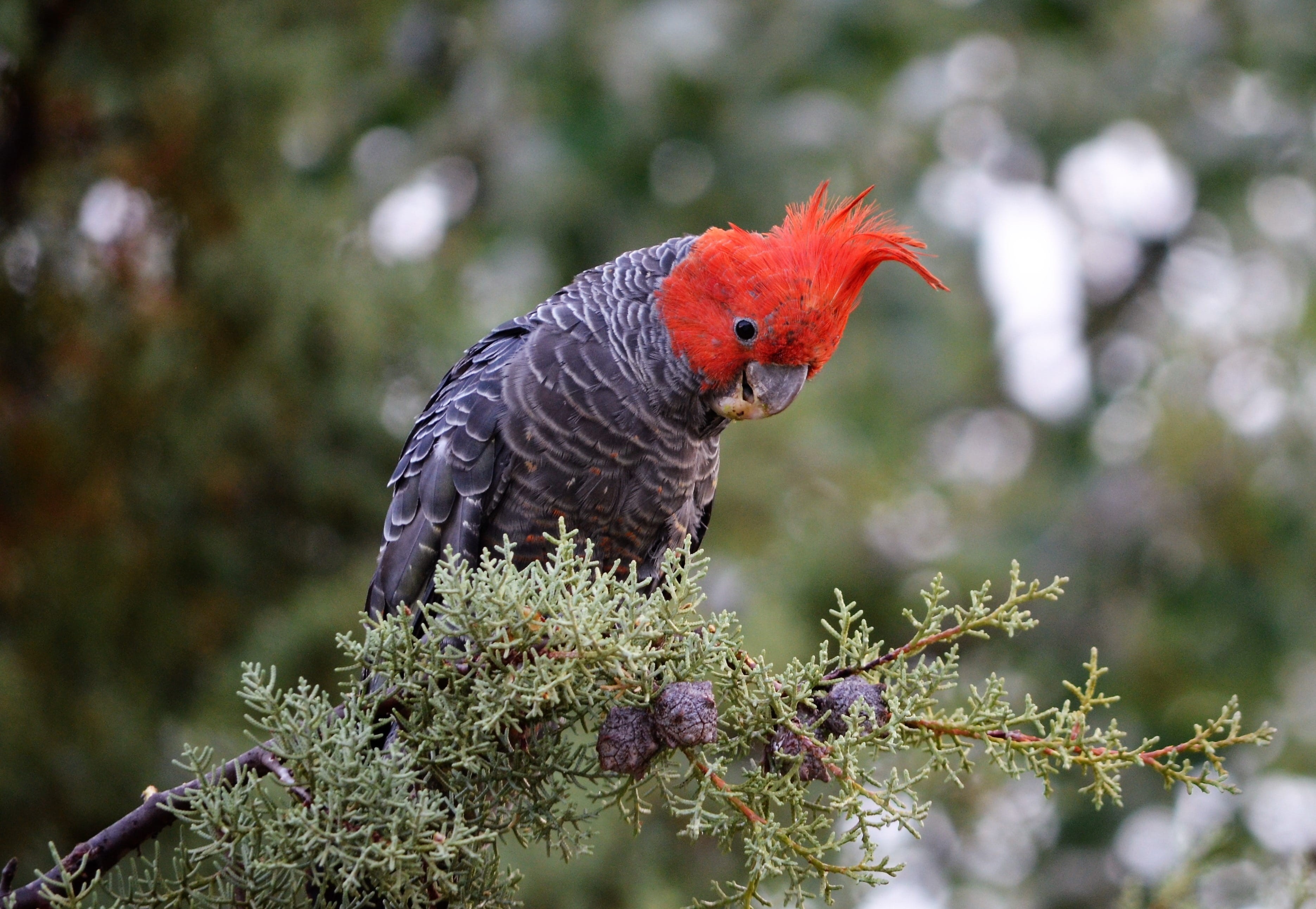 no people, perching, day, beautiful, cockatoo, unique, animals in the wild, tree, bird, outdoors, red, profile view, animal themes, nature, australia, vertebrate, HD Wallpaper