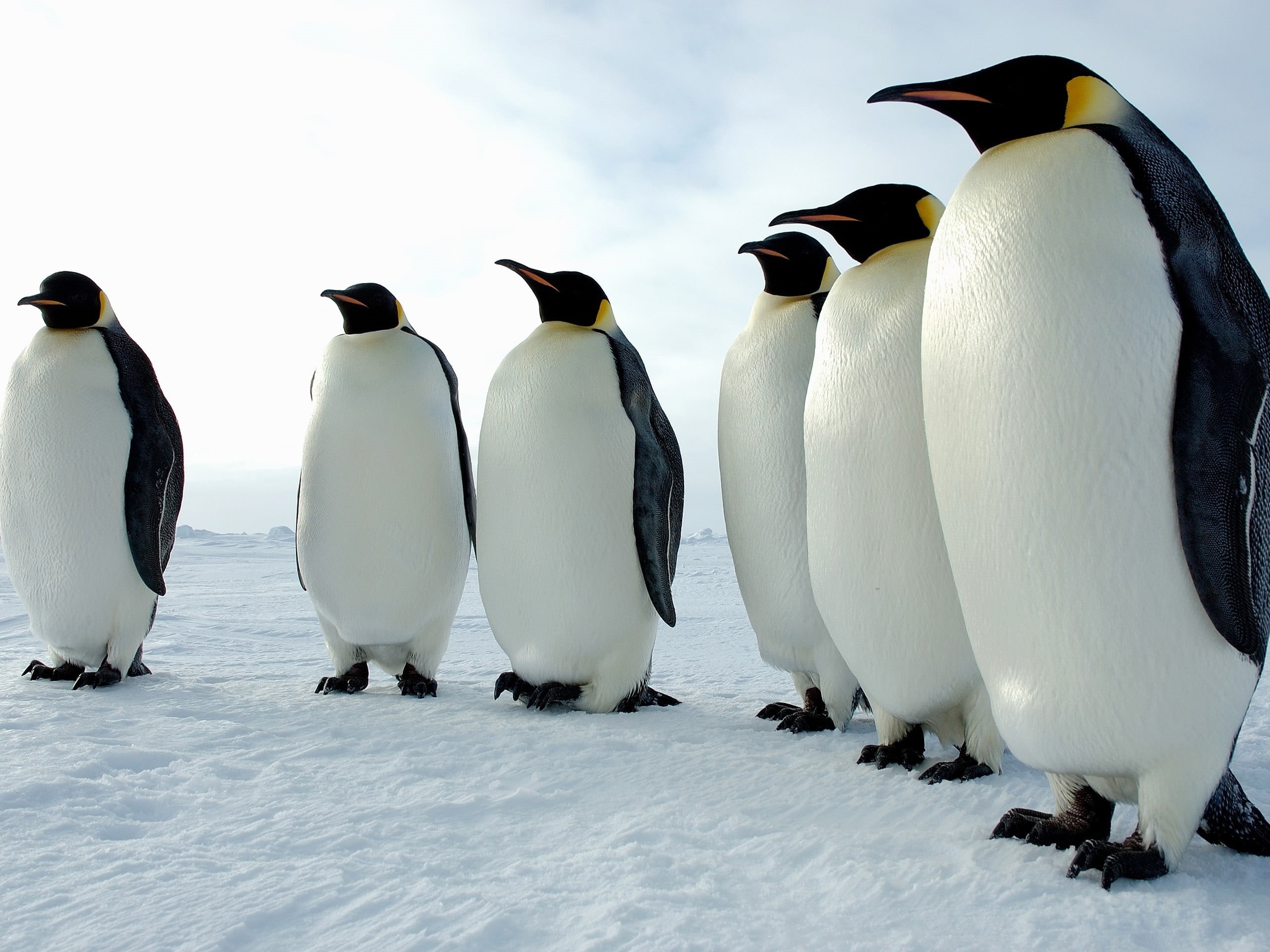 snow, nature, ice, animal wildlife, cold temperature, bird, animal themes, sky, animals in the wild, no people, penguin, animal, animal family, 2K, penguins, HD Wallpaper