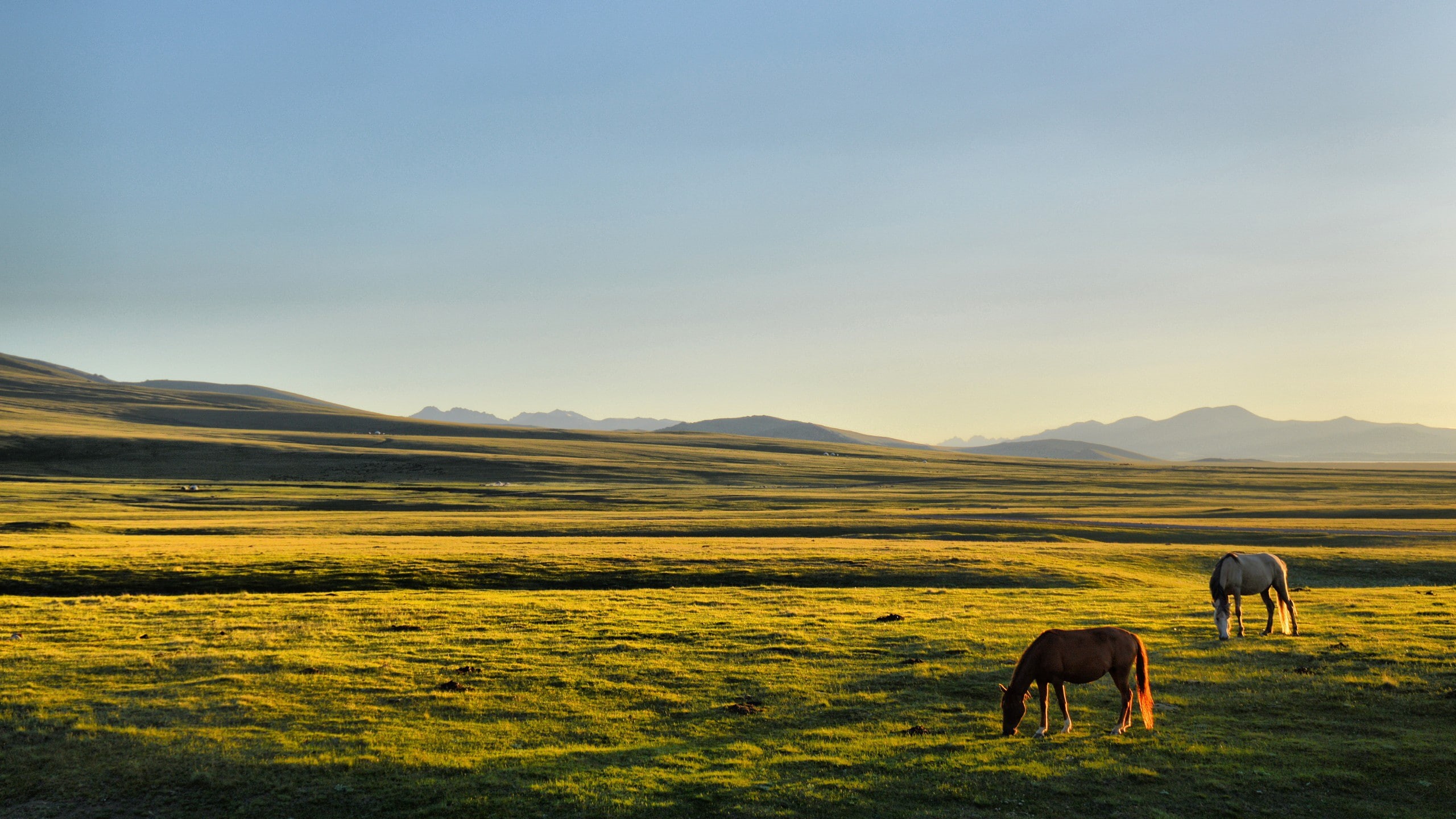 2K, plains, Song Kul, Kyrgyzstan, horse, HD Wallpaper