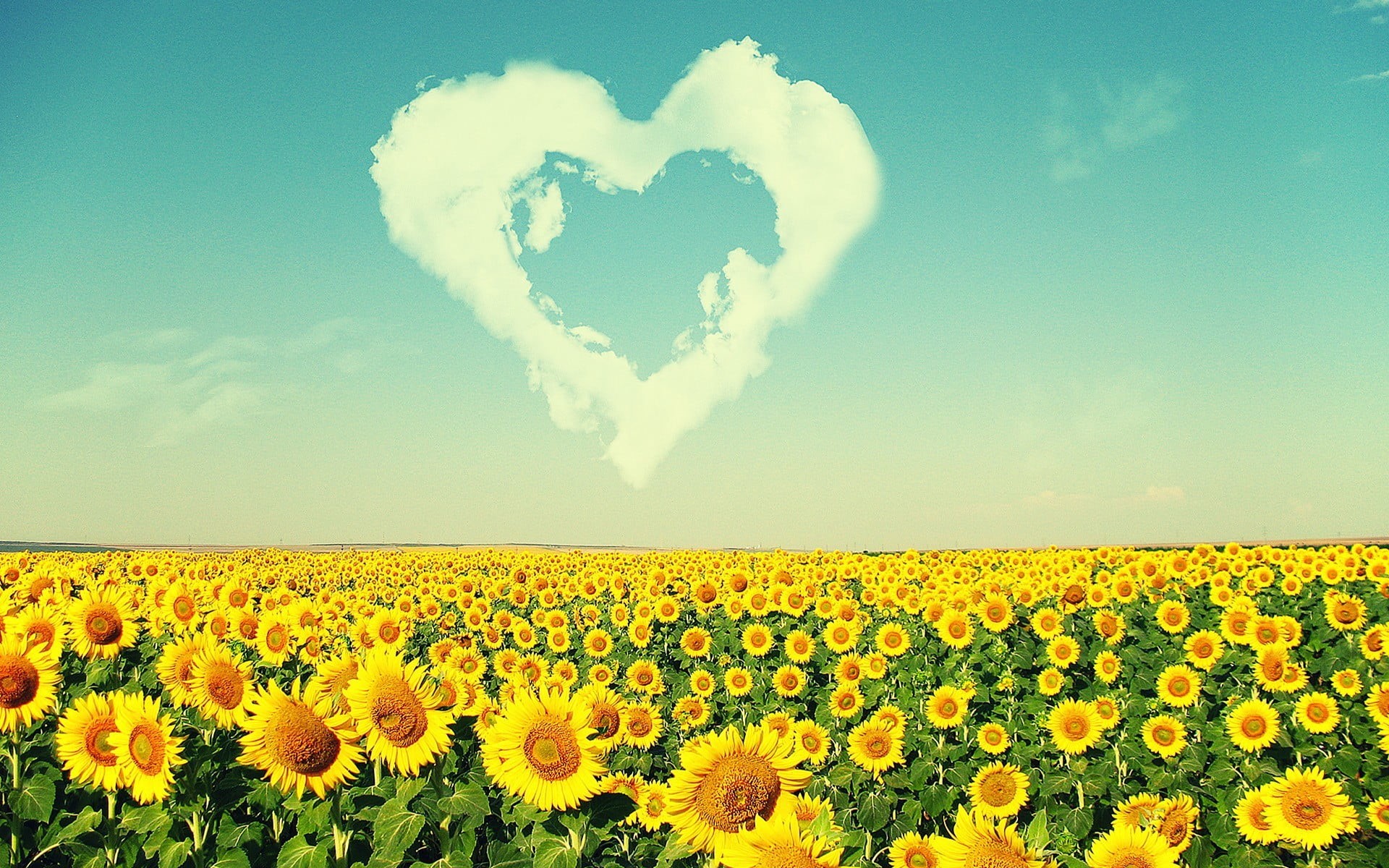 flowers, cloud - sky, fragility, beauty in nature, landscape, sky, clouds, sunflowers, rural scene, land, nature, softness, flowering plant, environment, HD Wallpaper