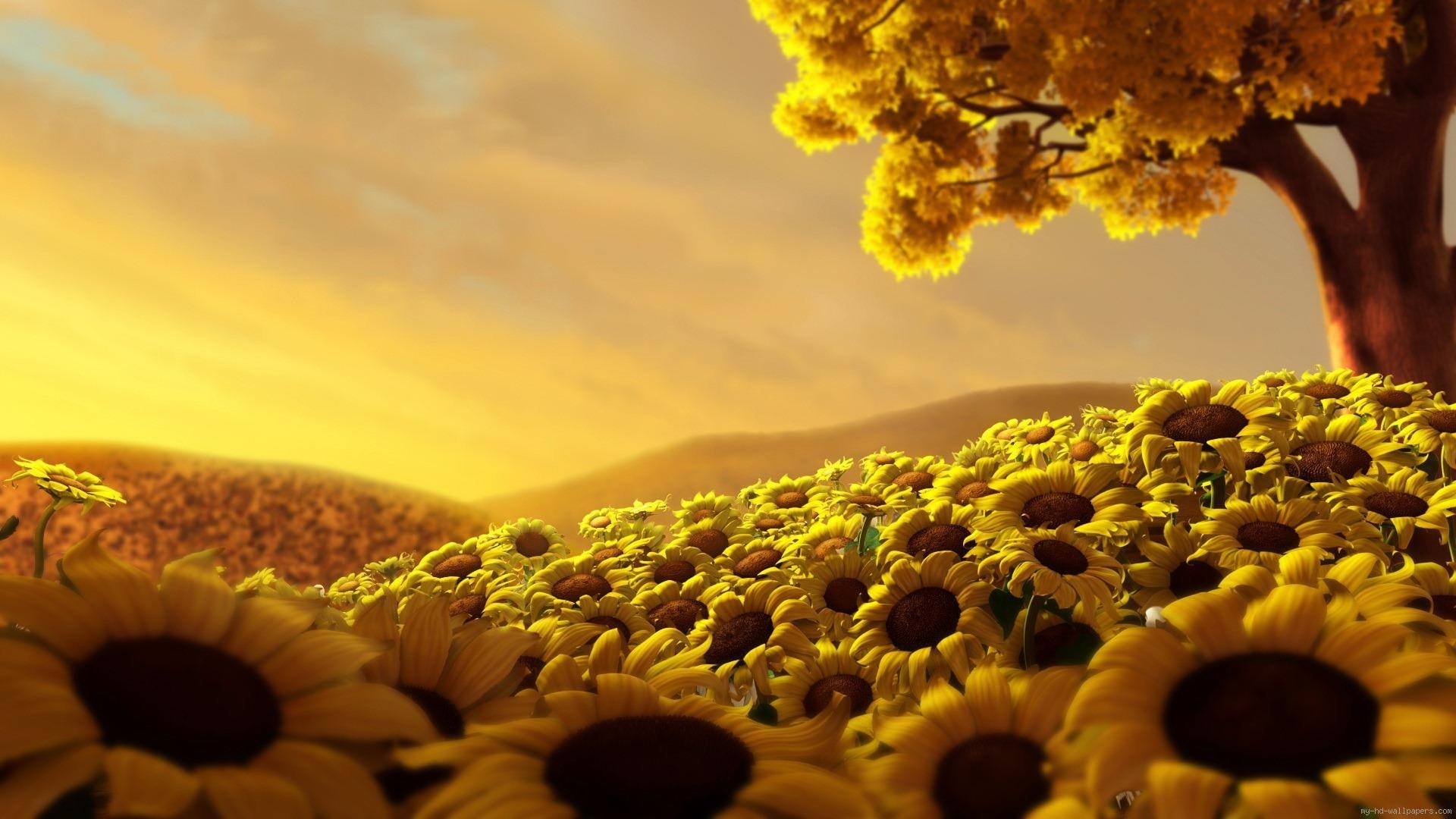 sunflower, flower, field, 1080P, landscape, yellow, fields, HD Wallpaper