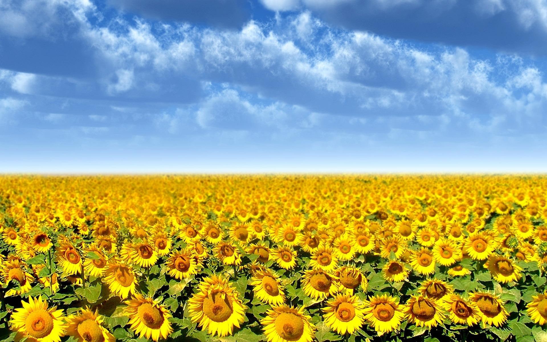 sun, field, nature, 1080P, flower, sunflower, yellow, 3d and abstract, HD Wallpaper