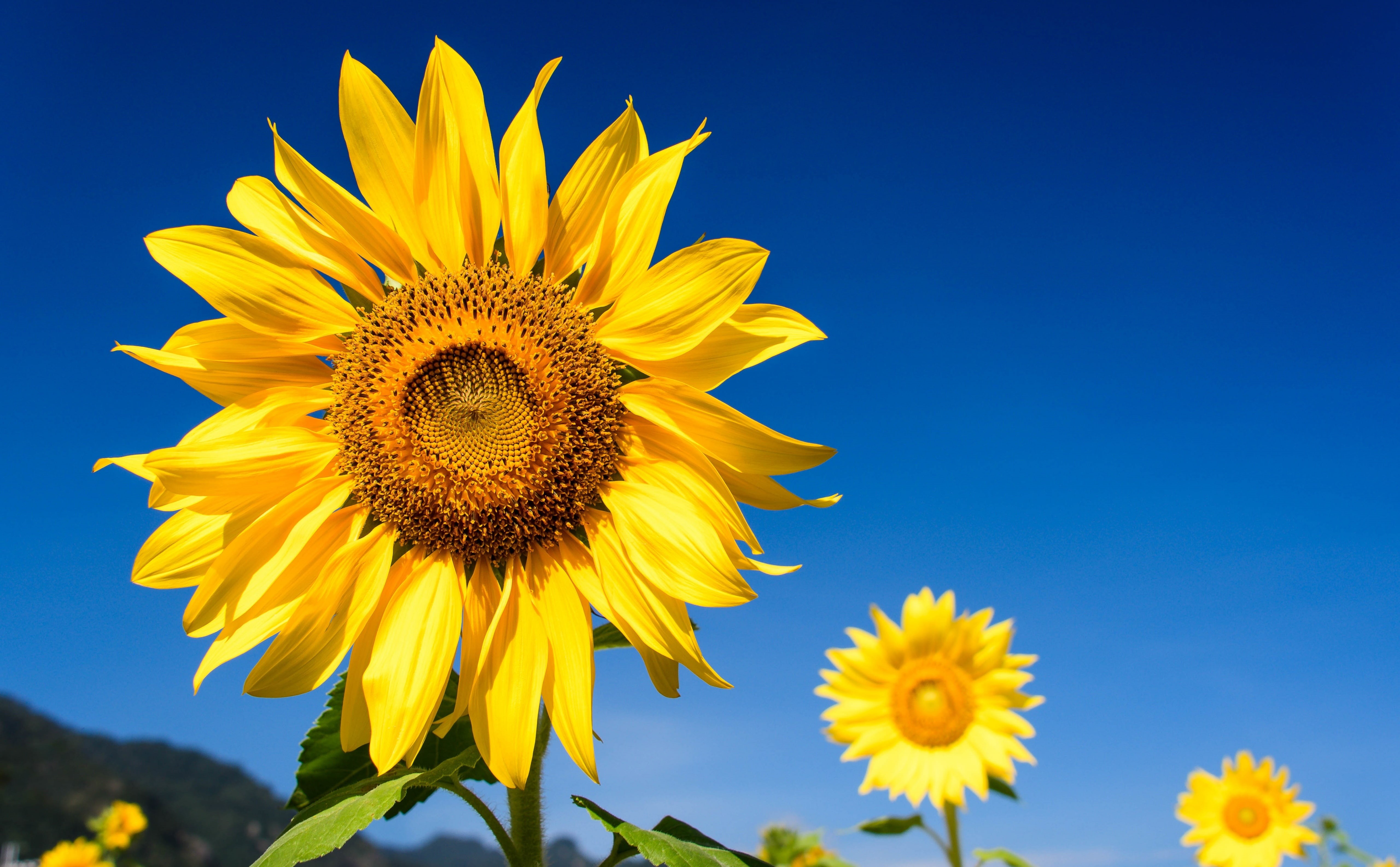 sunflowers, flower, botany, yellow, close-up, flora, freshness, Sunflower, Seasons, pollen, Outdoor, flowering plant, no people, clear sky, 5K, Macro, HD Wallpaper