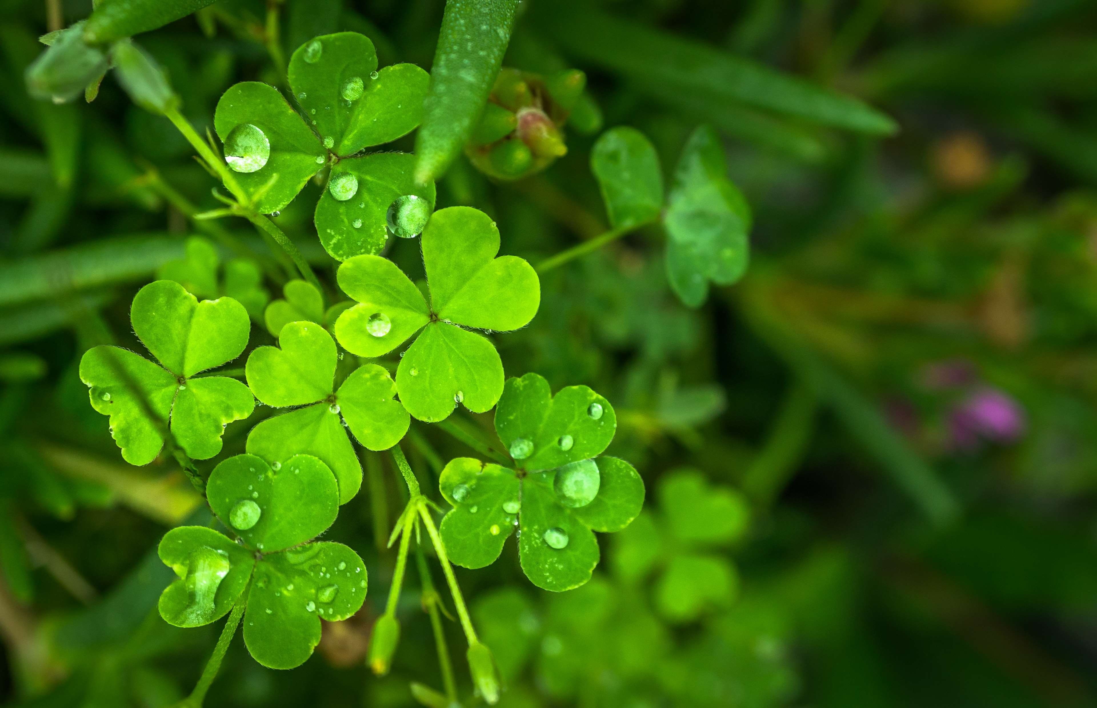 focus on foreground, green, green color, outdoors, nature, dew, clover, morning, water, abstract, 4K, shamrock, purple, selective focus, plant part, day, HD Wallpaper