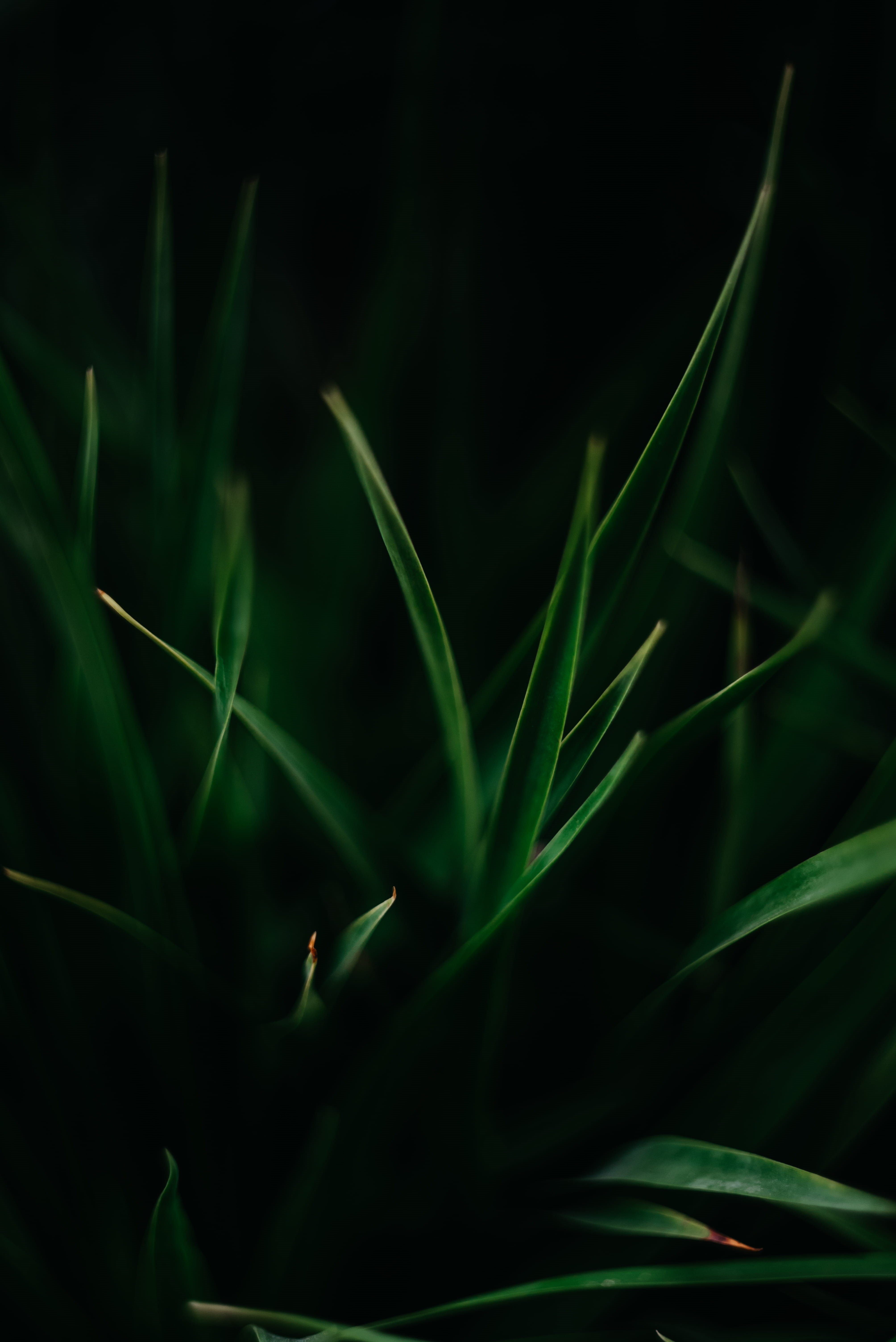 depth of field, beauty in nature, outdoors, selective focus, close-up, tilt, selective, field, no people, leaf, animal, growth, 5K, grass, focus on foreground, Phone HD Wallpaper