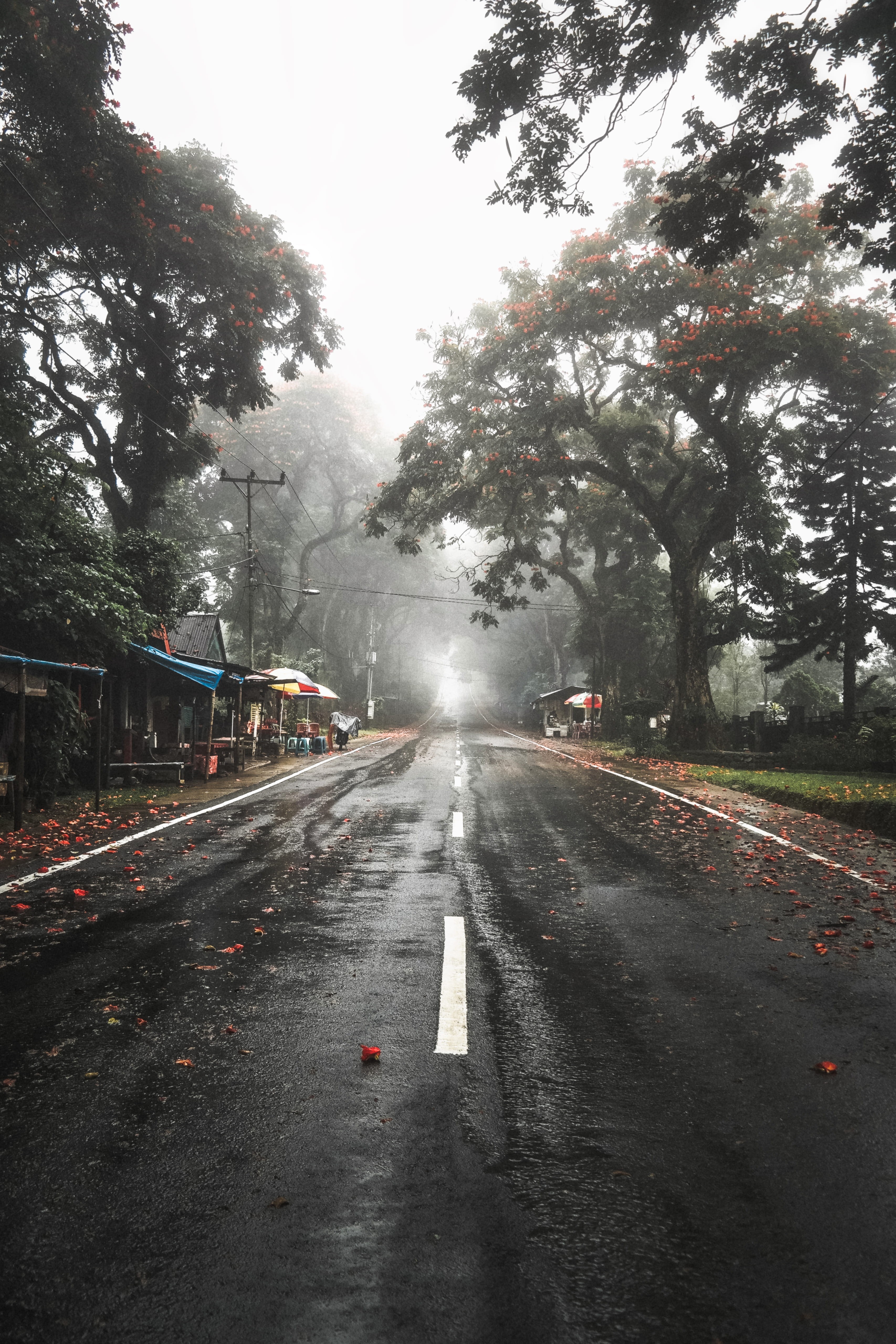 empty, way, the way forward, highway, nature, symbol, tarmac, train, tree, vehicle, road, plant, street, sulawesi, 4K, malino, rainy season, indonesia, Phone HD Wallpaper
