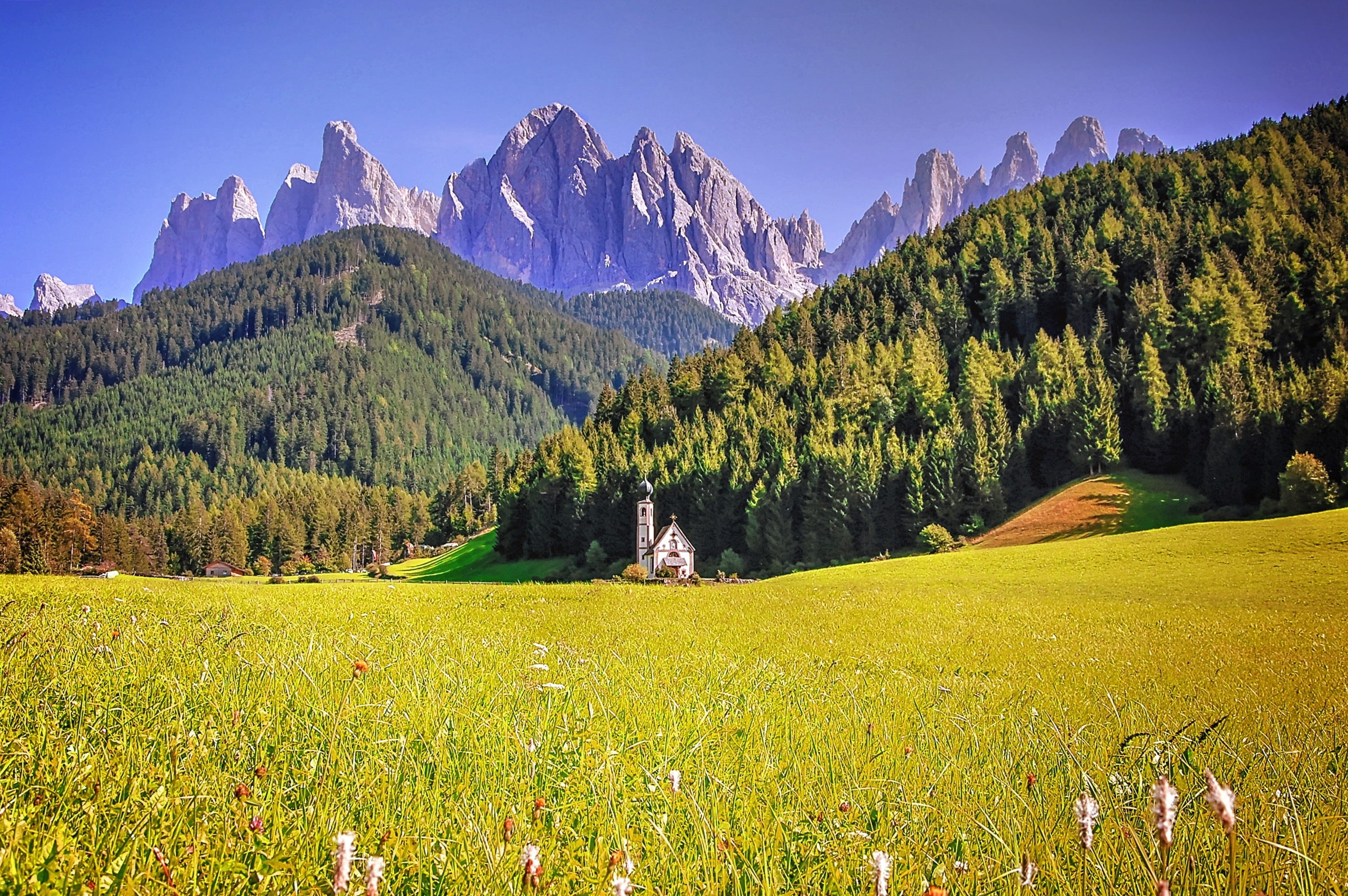 field, mountain peak, meadow, south tyrol, walk, no people, panorama, coniferous tree, funes, plain, pine tree, beauty in nature, alpine, tree, geisler range, HD Wallpaper