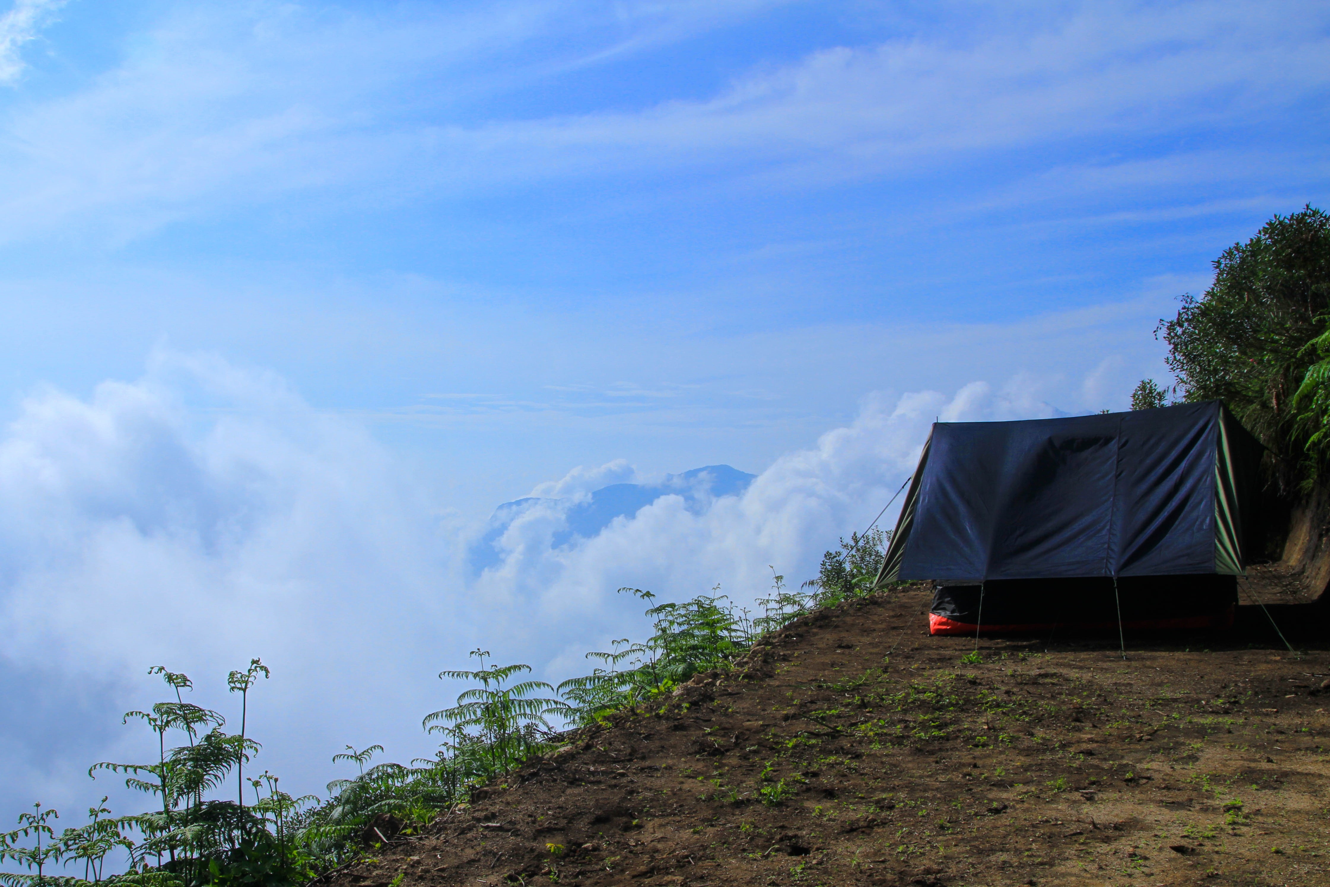 plant, beauty in nature, green color, tranquility, beautiful, field, tranquil scene, landscape, cloud - sky, nature, morning, scenic, camping, outdoor, HD Wallpaper