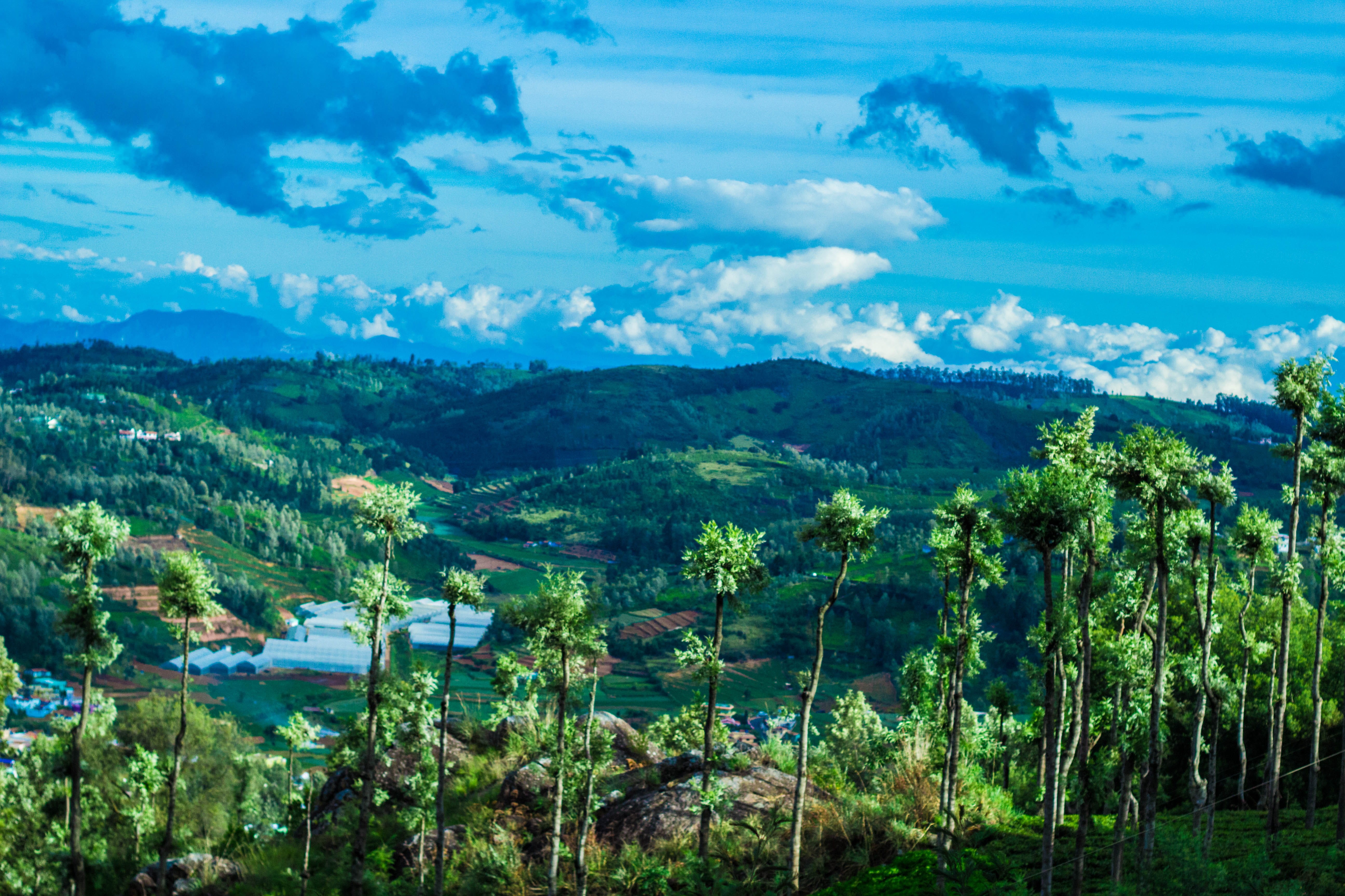 trees, landscape, land, hills station, green color, building, architecture, 5K, tranquility, day, ooty, agriculture, outdoors, clouds, sky, tree, growth, HD Wallpaper