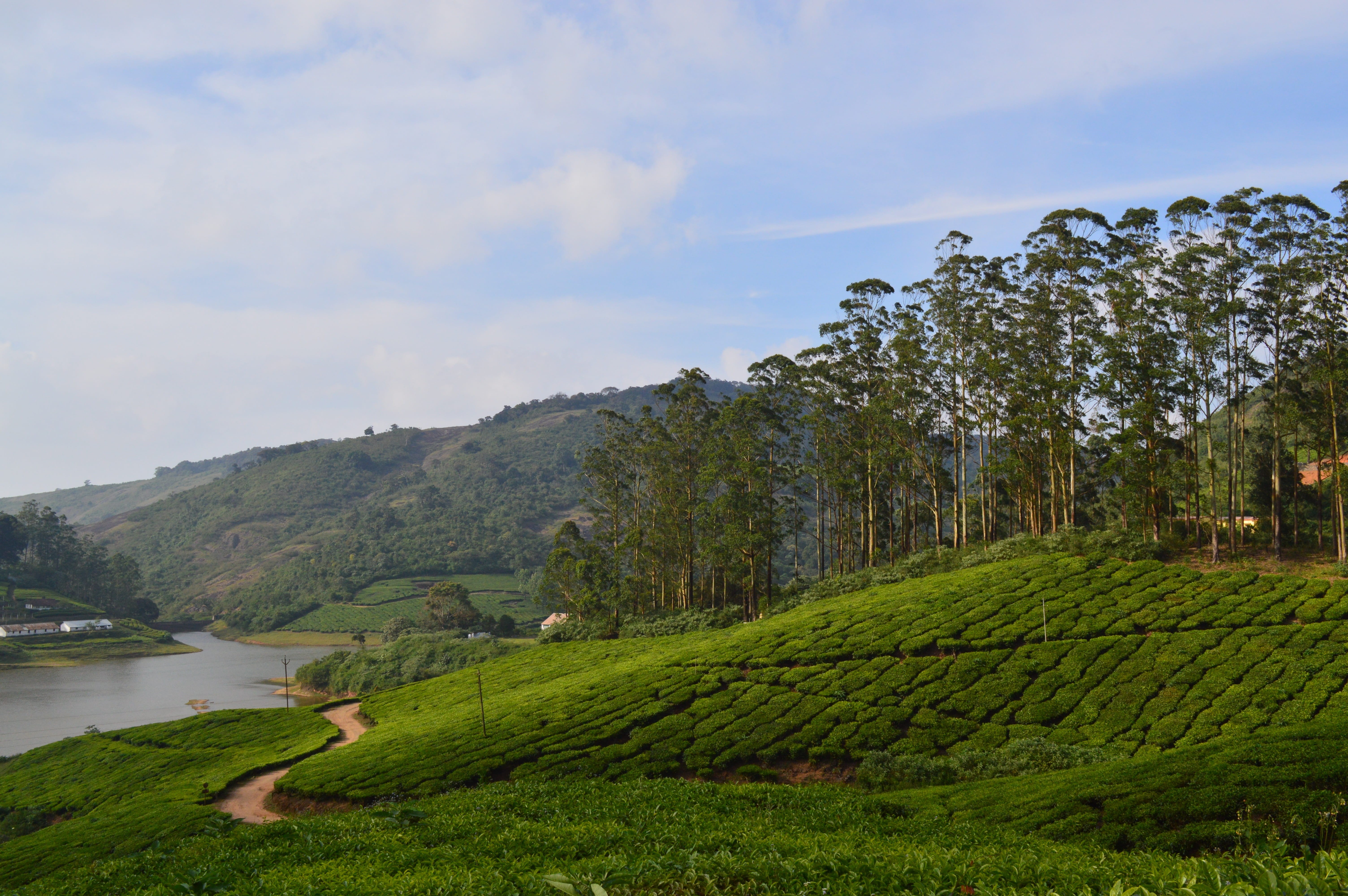 field, cloud - sky, land, day, sky, tourism, Meghamalai, landscape, high ways, growth, tea crop, environment, Hills, 5K, tree, plantation, tranquility, HD Wallpaper