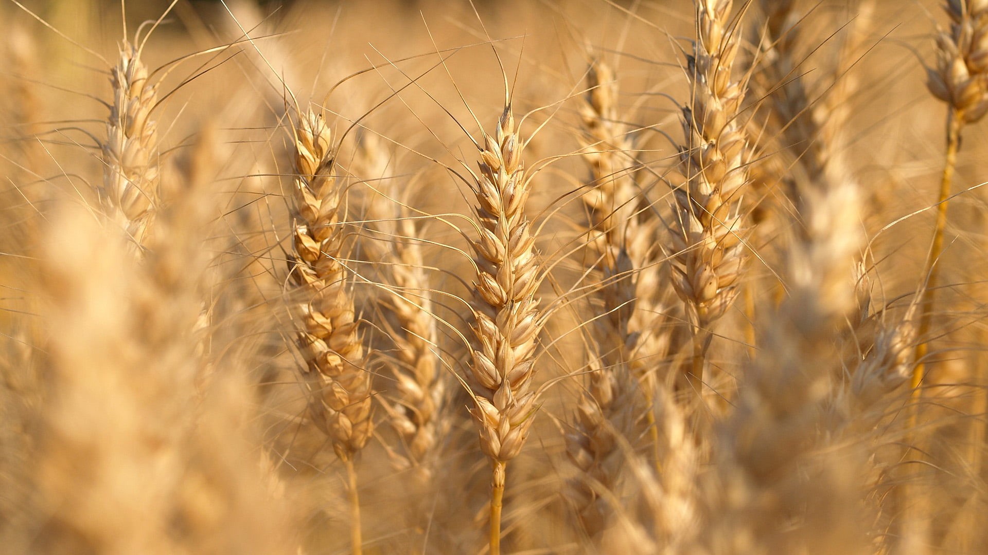 farming, plant, outdoors, golden, wheat, growth, summer, ripe, rural, rye - grain, stem, natural, seed, dry, season, 1080P, rye, no people, crop, wholegrain, HD Wallpaper