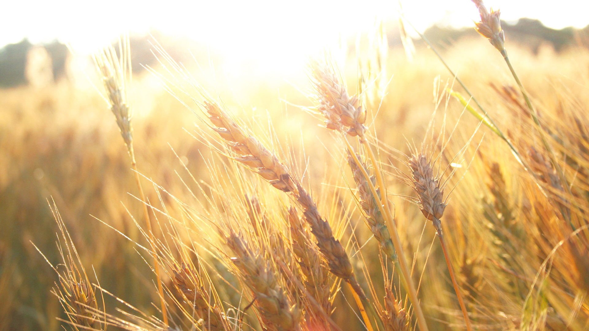 close, corn, dry, bread, growth, season, natural, land, outdoors, crop, harvest, barley, gold, cereal, rye, straw, food, field, 1080P, seed, rural, rural scene, HD Wallpaper