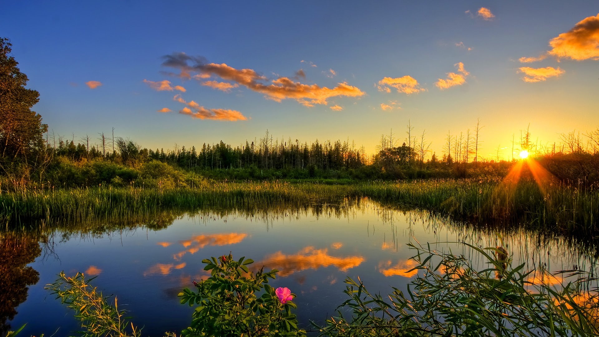 ecology, sky, lake, 1080P, scene, scenic, sunny, travel, clouds, horizon, meadow, yellow, river, trees, flower, plant, landscape, grass, rural, environment, HD Wallpaper