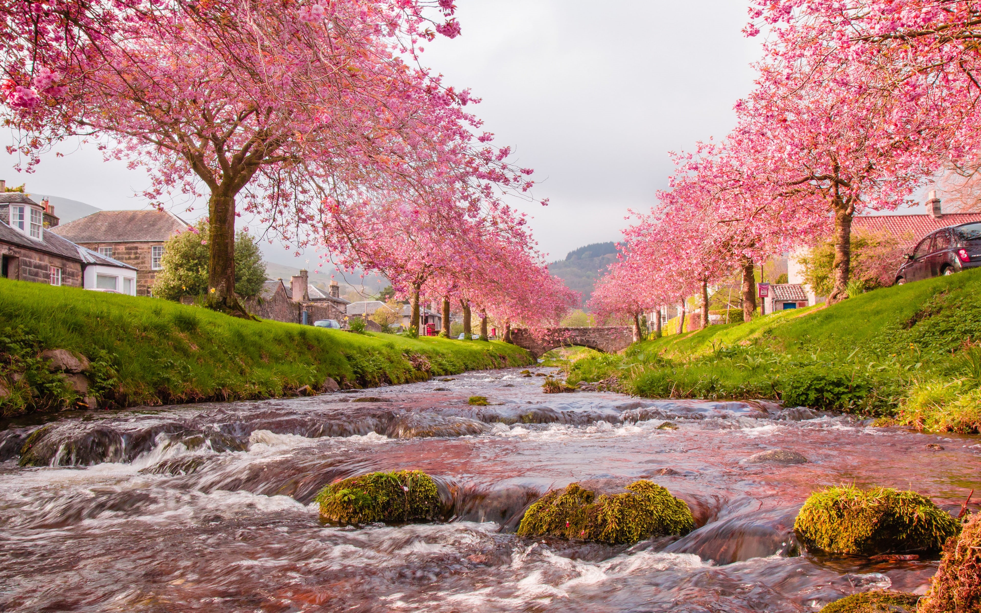 green, blooming, phones, 4K, stones, desktop, moss, japan, pink, trees, sakura, river, mobile, flowers, grass, background, HD Wallpaper
