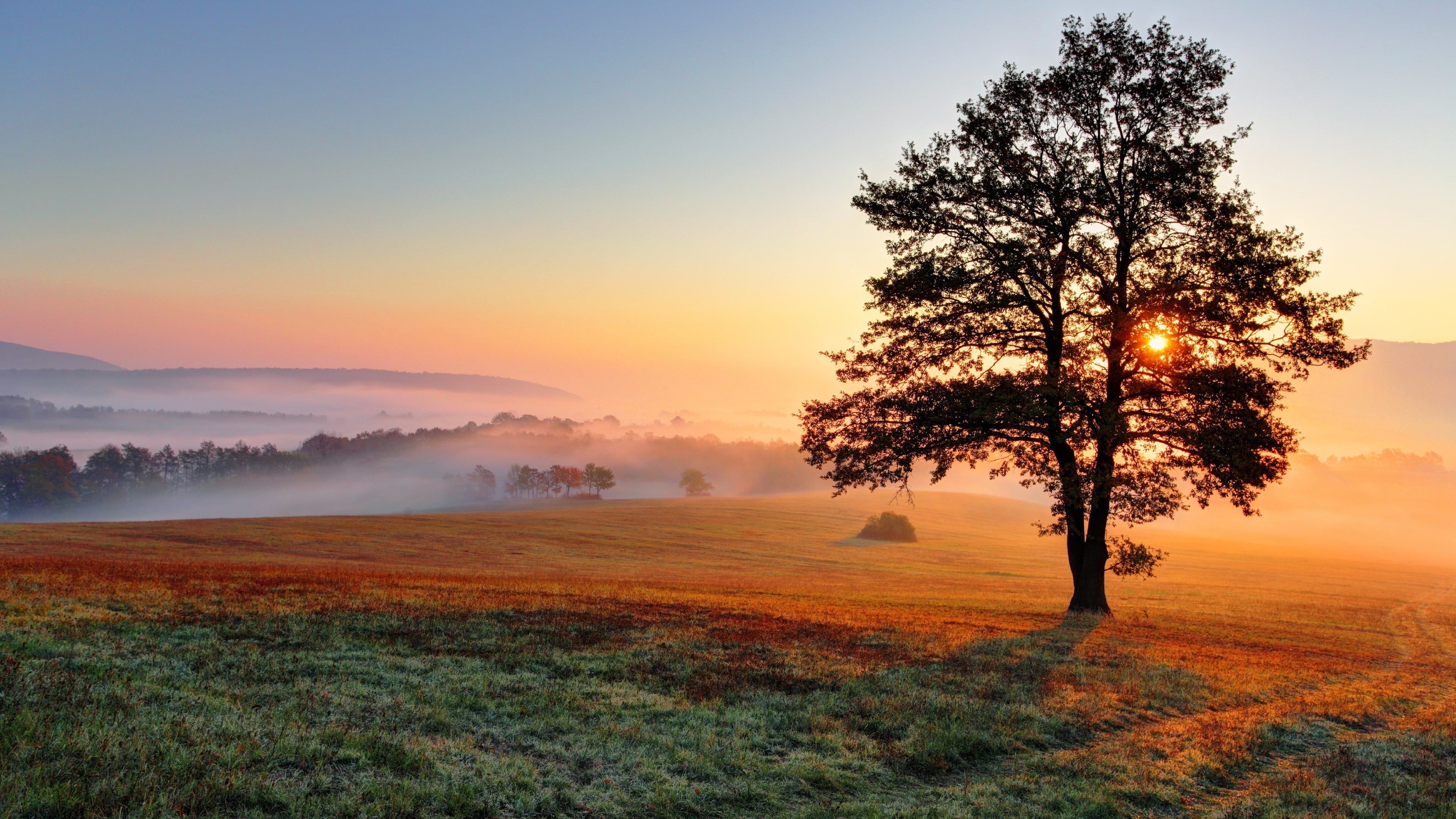 hazy, tree, 4K, beauty in nature, trees, sunset, tranquil scene, land, Sun, tranquility, idyllic, mist, green, growth, non-urban scene, field, outdoors, HD Wallpaper