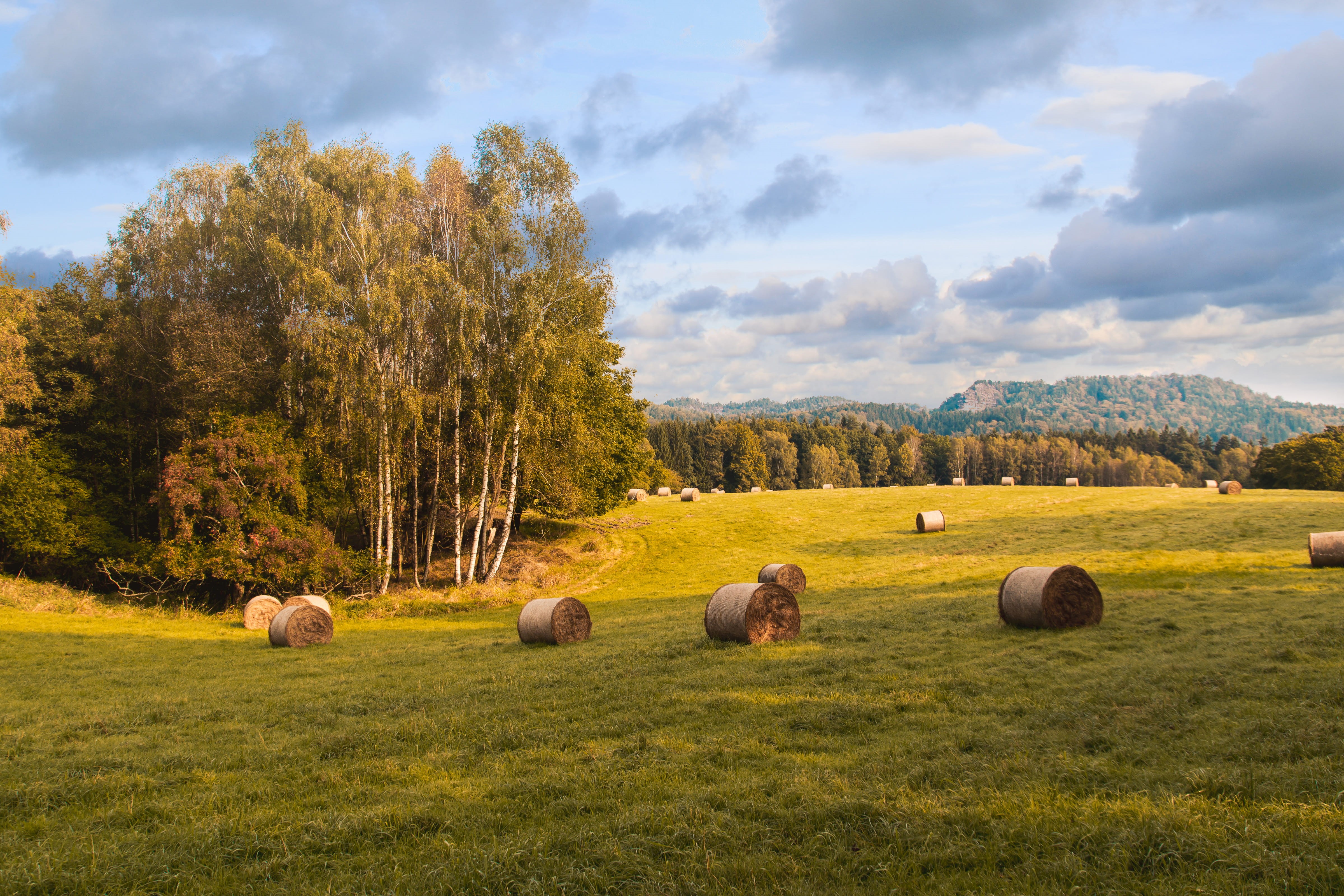 outdoors, no people, tree, bale, green color, land, meadow, hay, environment, scenics - nature, tranquil scene, cloud - sky, beautiful, field, day, beauty in nature, HD Wallpaper