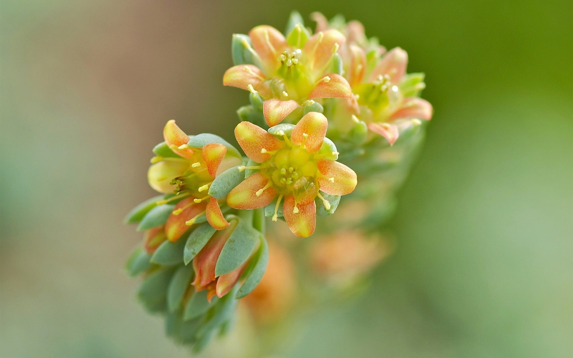 Yellow, Flowers, Background, 1080P, Orange, Blur, HD Wallpaper