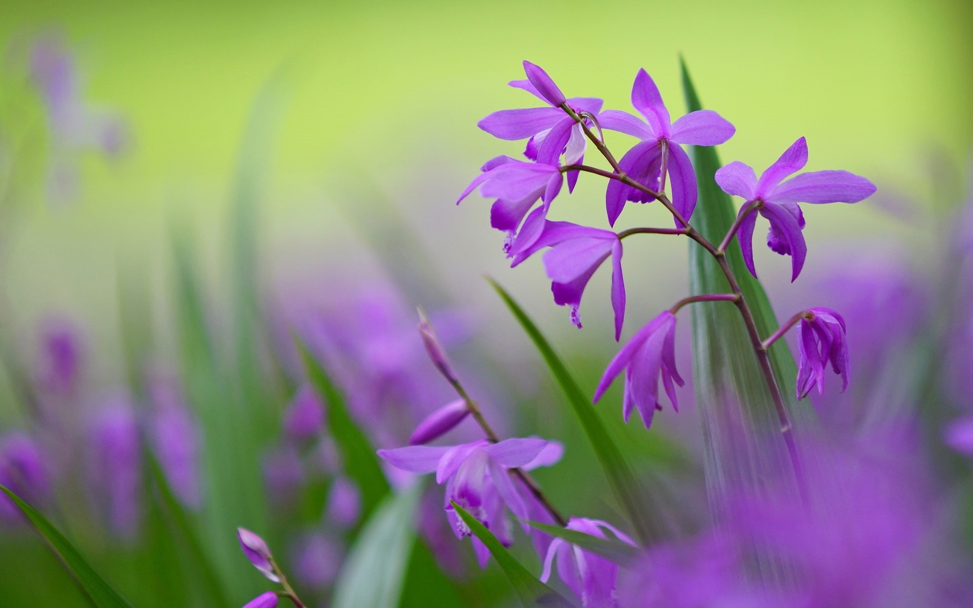 Blurred, Background, Bletilla, Purple, 1080P, Flowers, HD Wallpaper