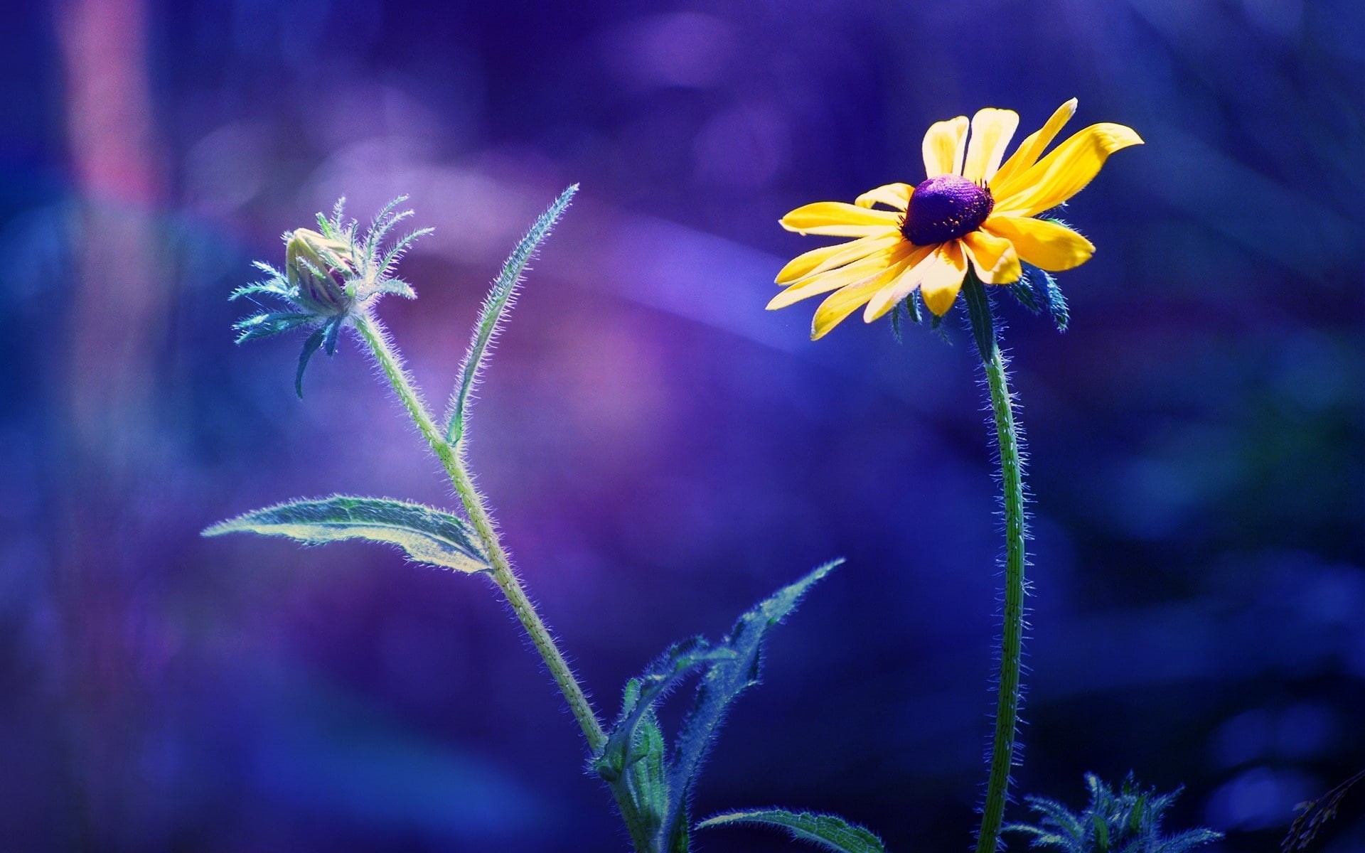 Blue, Two, Background, Flowers, 1080P, Blurred, HD Wallpaper