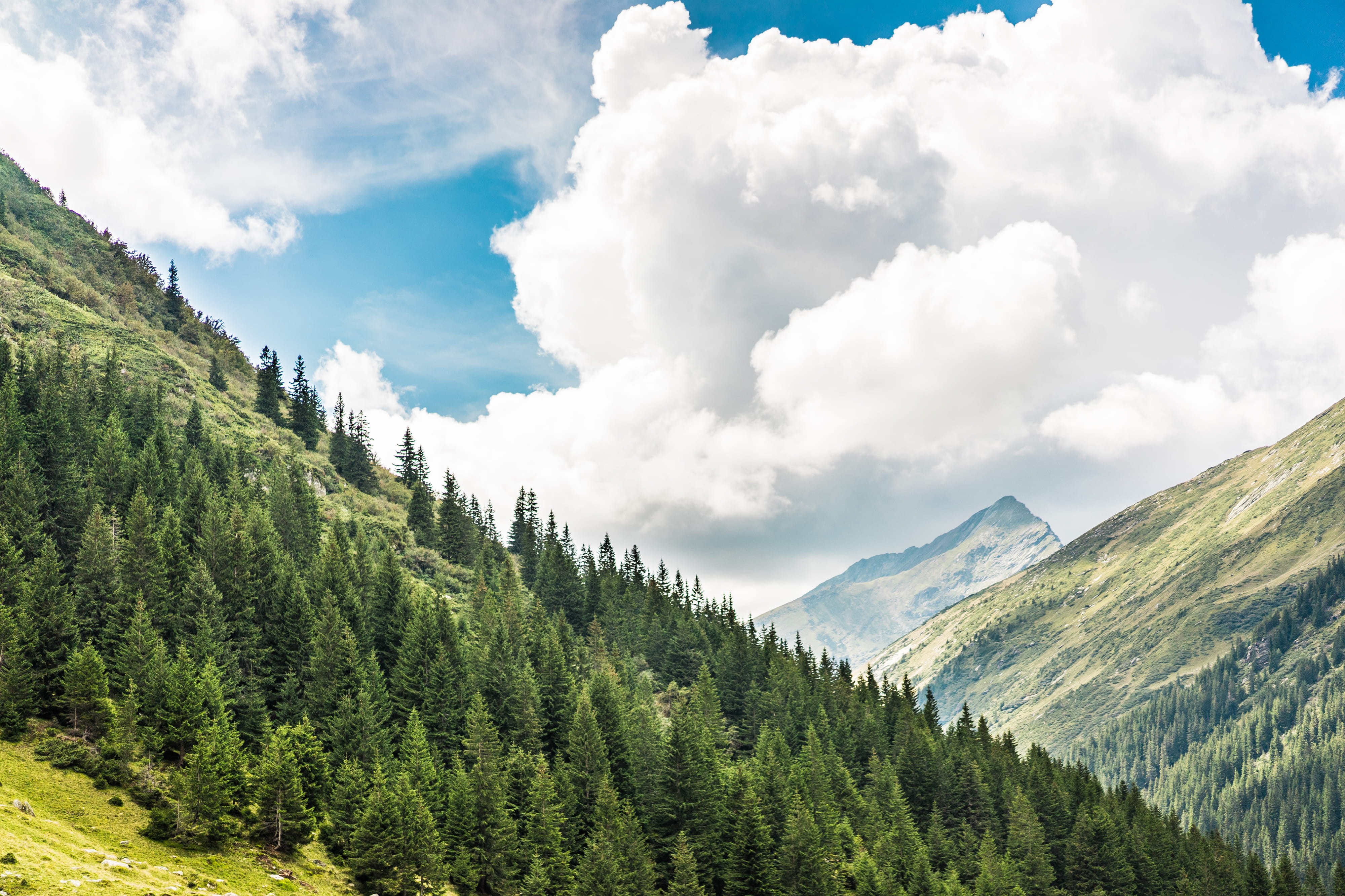 coniferous tree, woods, eco, environment, non-urban scene, tree, idyllic, blue, wilderness Area, woodland, scenics - nature, growth, Romanian, travel, mountain, HD Wallpaper
