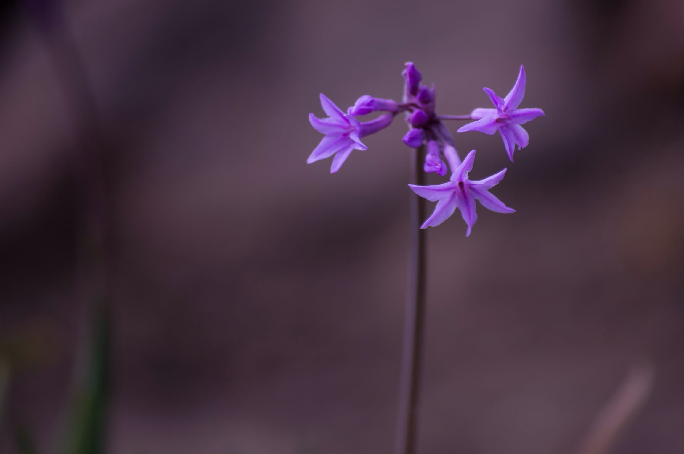 1080P, nature, purple, petal, flowers, plant, flower, bloom, flower Head, close-up, hosta, HD Wallpaper