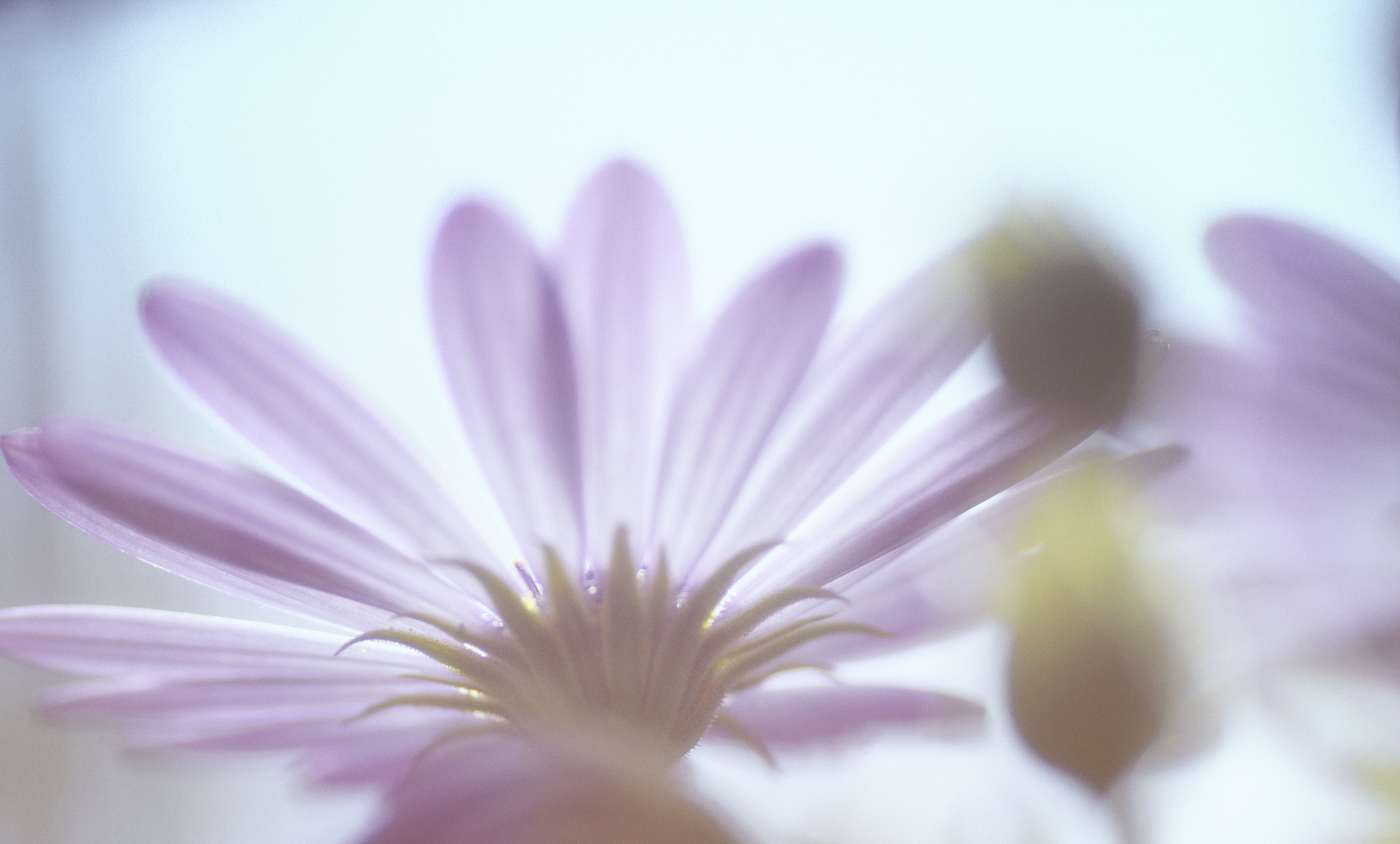 nature, flower Head, selective, osteospermum, beauty In Nature, 5K, focus, purple, plant, flower, close-up, petal, photography, macro, HD Wallpaper
