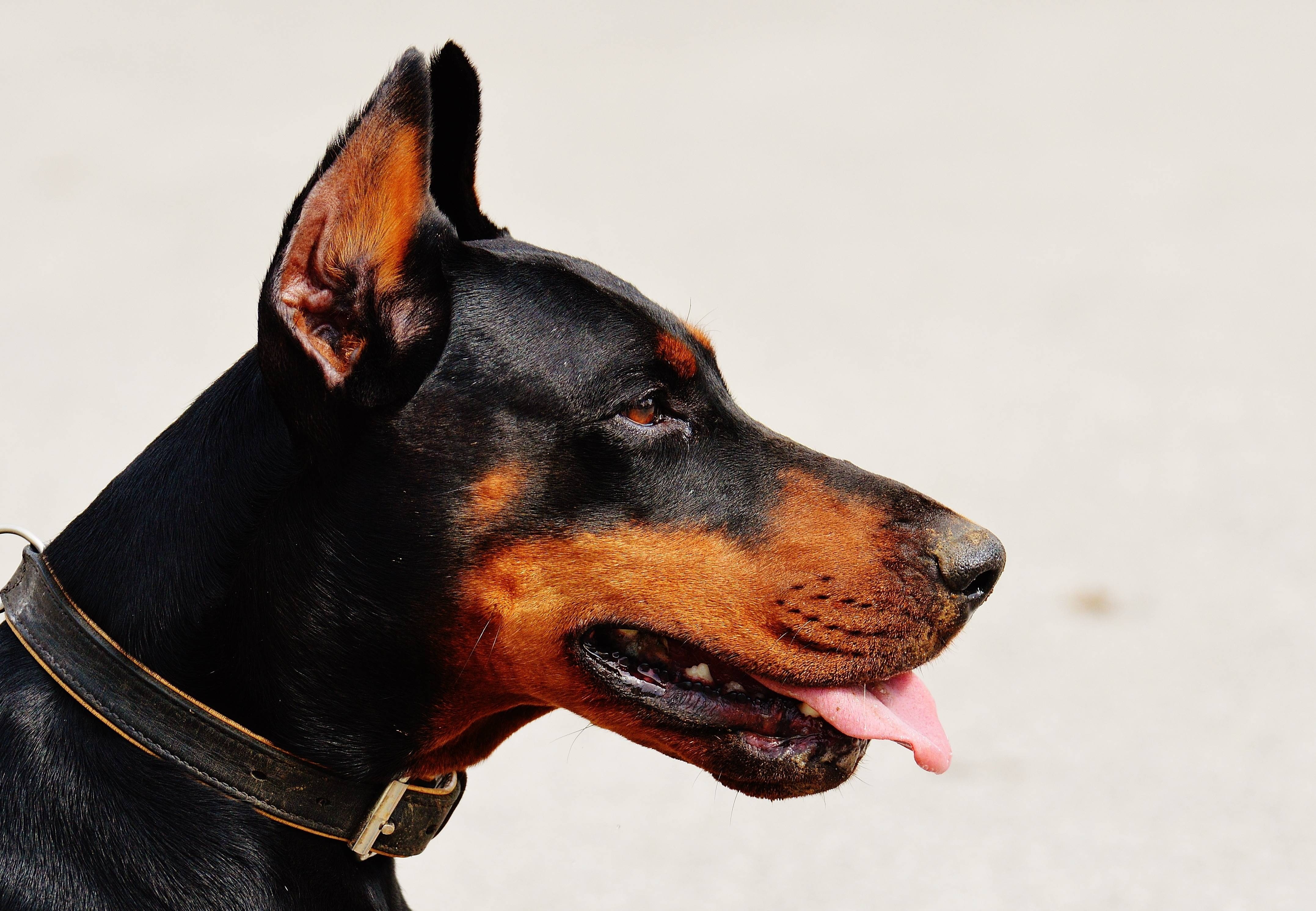 4K, pet, race, nature, dog, doberman, animal, world, HD Wallpaper