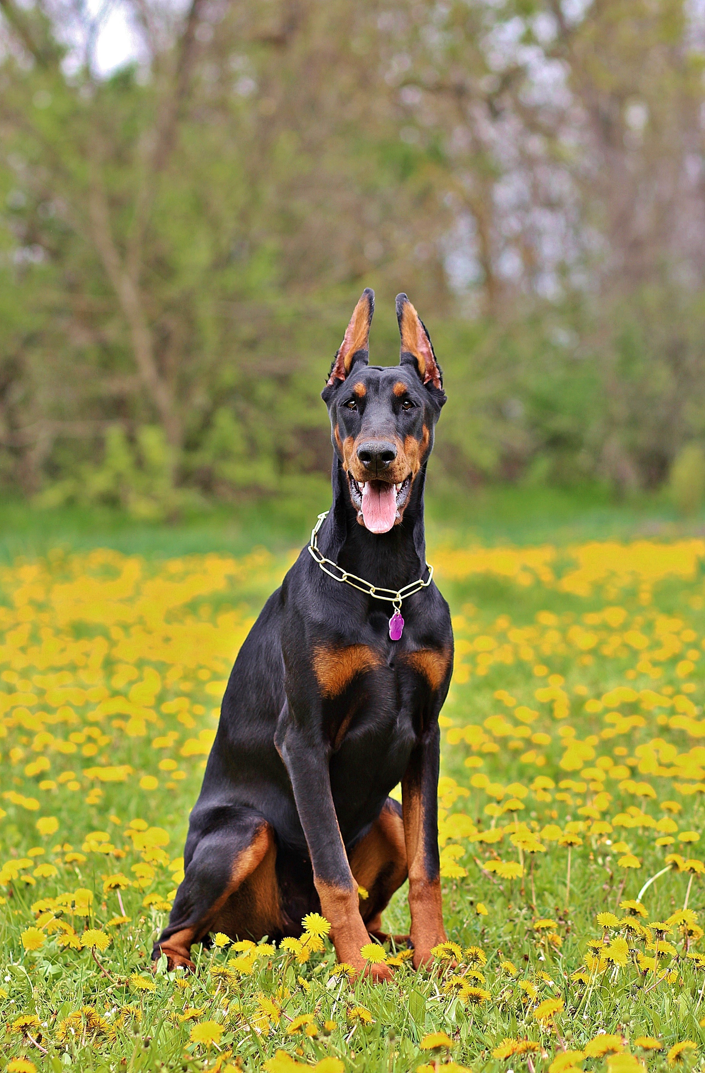 dog, domestic, doberman, plant, vertebrate, animal themes, 2K, focus on foreground, outdoors, canine, growth, grass, purebred dog, mammal, one animal, Phone HD Wallpaper