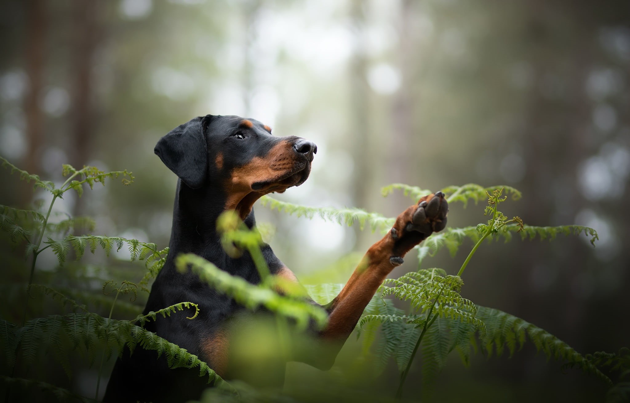 1080P, Doberman Pinscher, Fern, Pet, Dogs, Dog, HD Wallpaper
