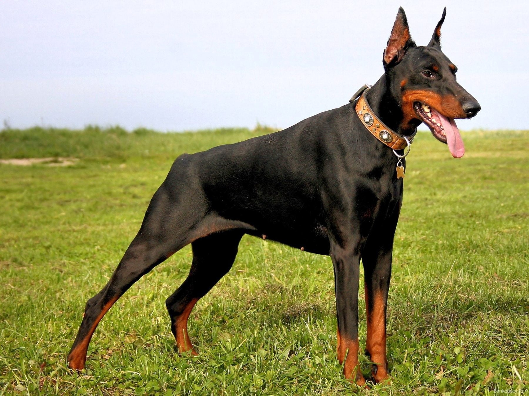 720P, pinscher, dog, dogs, doberman, HD Wallpaper