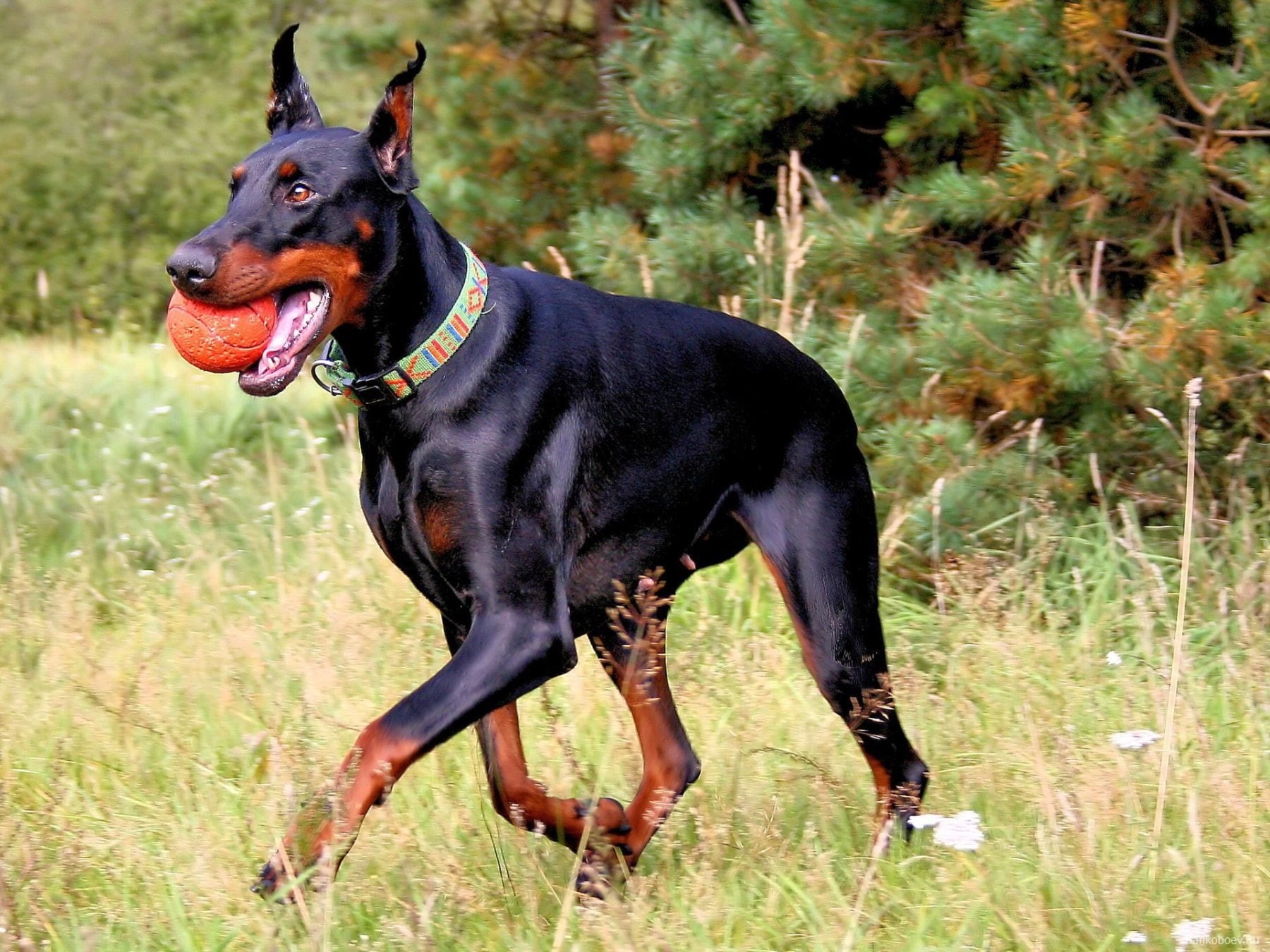 outdoors, mammal, land, day, nature, canine, black color, one animal, vertebrate, animal, Pinscher, dogs, animal themes, Doberman, domestic animals, purebred dog, HD Wallpaper