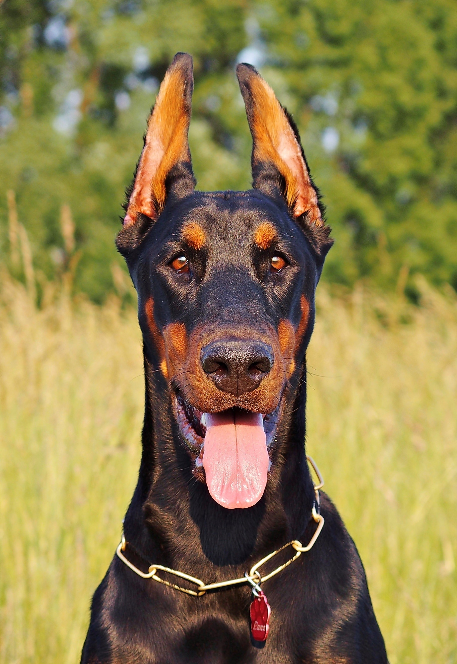 animal, focus on foreground, pet collar, mammal, purebred dog, field, pinchner, animal tongue, 2K, domestic animals, day, one animal, no people, doberman, Phone HD Wallpaper