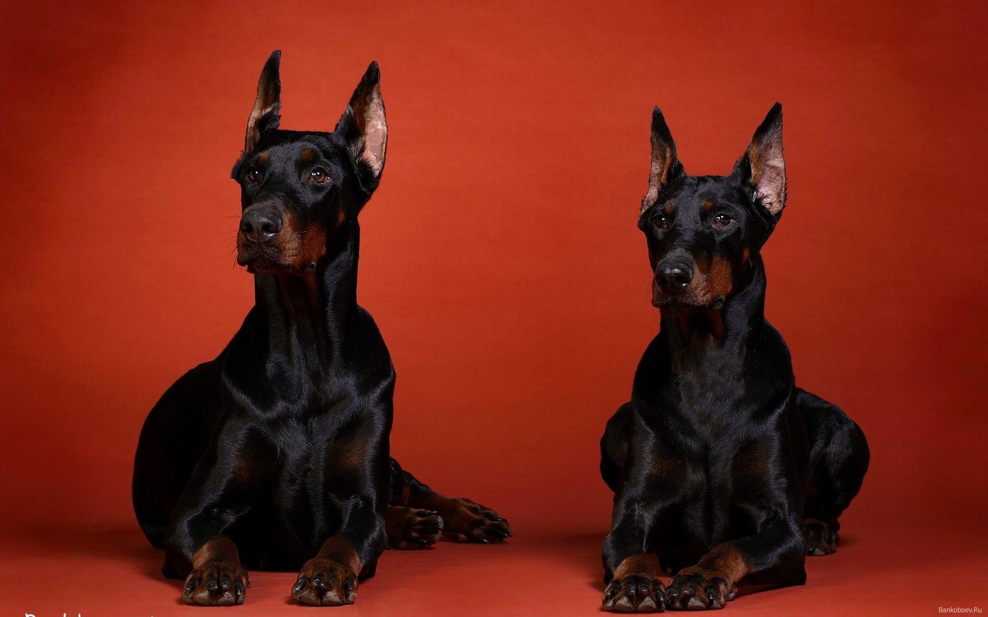 Dogs, 1080P, Doberman Pinscher, HD Wallpaper